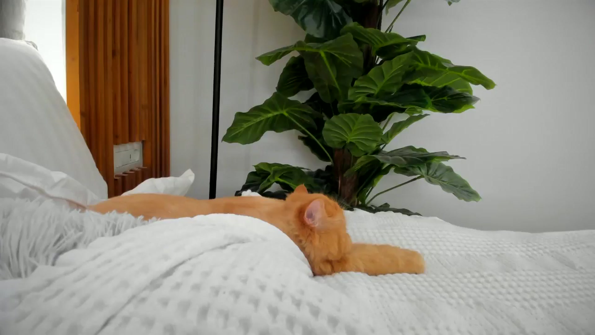 Gallery image thumbnail from SerenDYpity's myfreecams stream on, 09/15/2024, 17:01 image 7 of 20