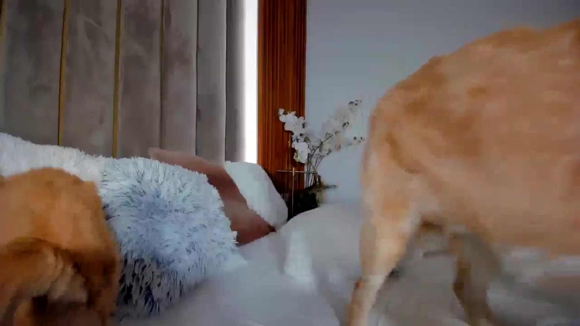 Gallery image thumbnail from SerenDYpity's myfreecams stream on, 02/14/2025, 20:10 image 9 of 20