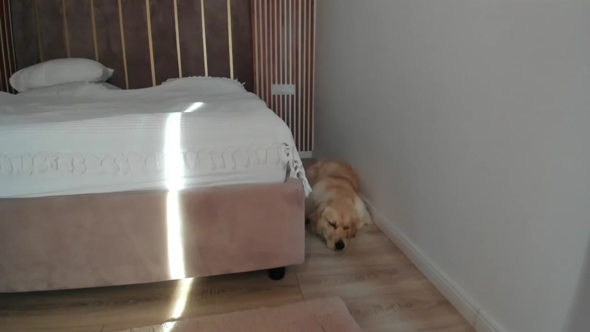 Gallery image thumbnail from SerenDYpity's myfreecams stream on, 06/25/2025, 17:01 image 2 of 20