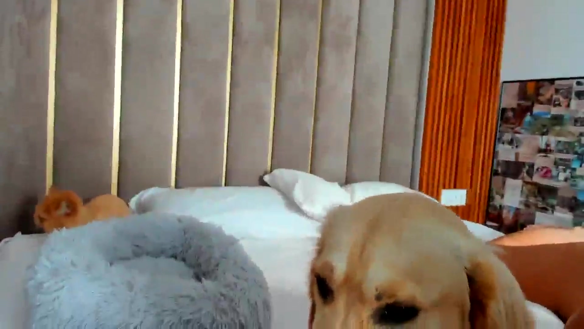 Gallery image thumbnail from SerenDYpity's myfreecams stream on, 08/12/2025, 15:46 image 12 of 20