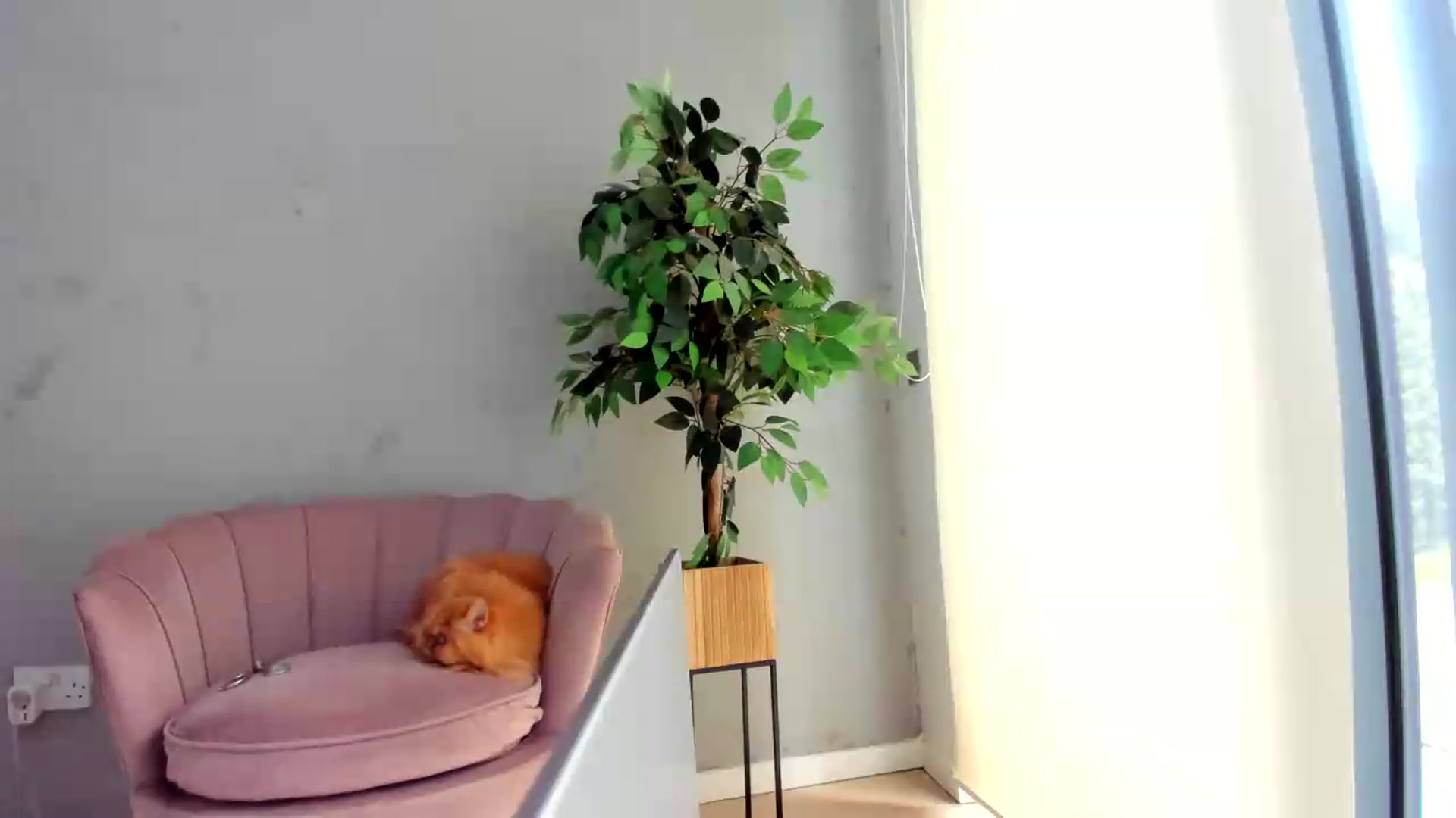Gallery image thumbnail from SerenDYpity's myfreecams stream on, 08/08/2026, 13:13 image 8 of 20