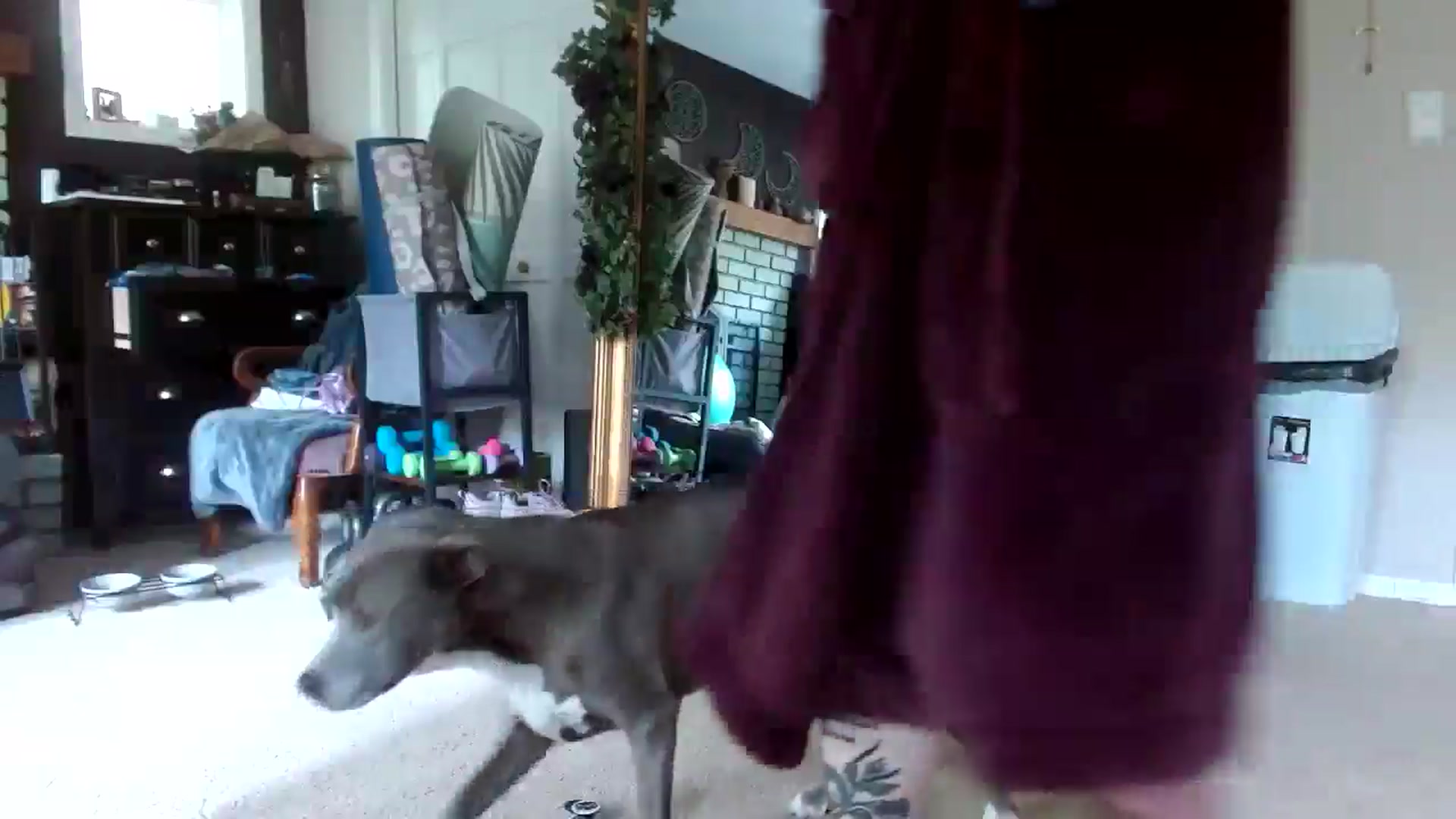 Gallery image thumbnail from Serenity's myfreecams stream on, 05/22/2024, 22:41 image 8 of 20