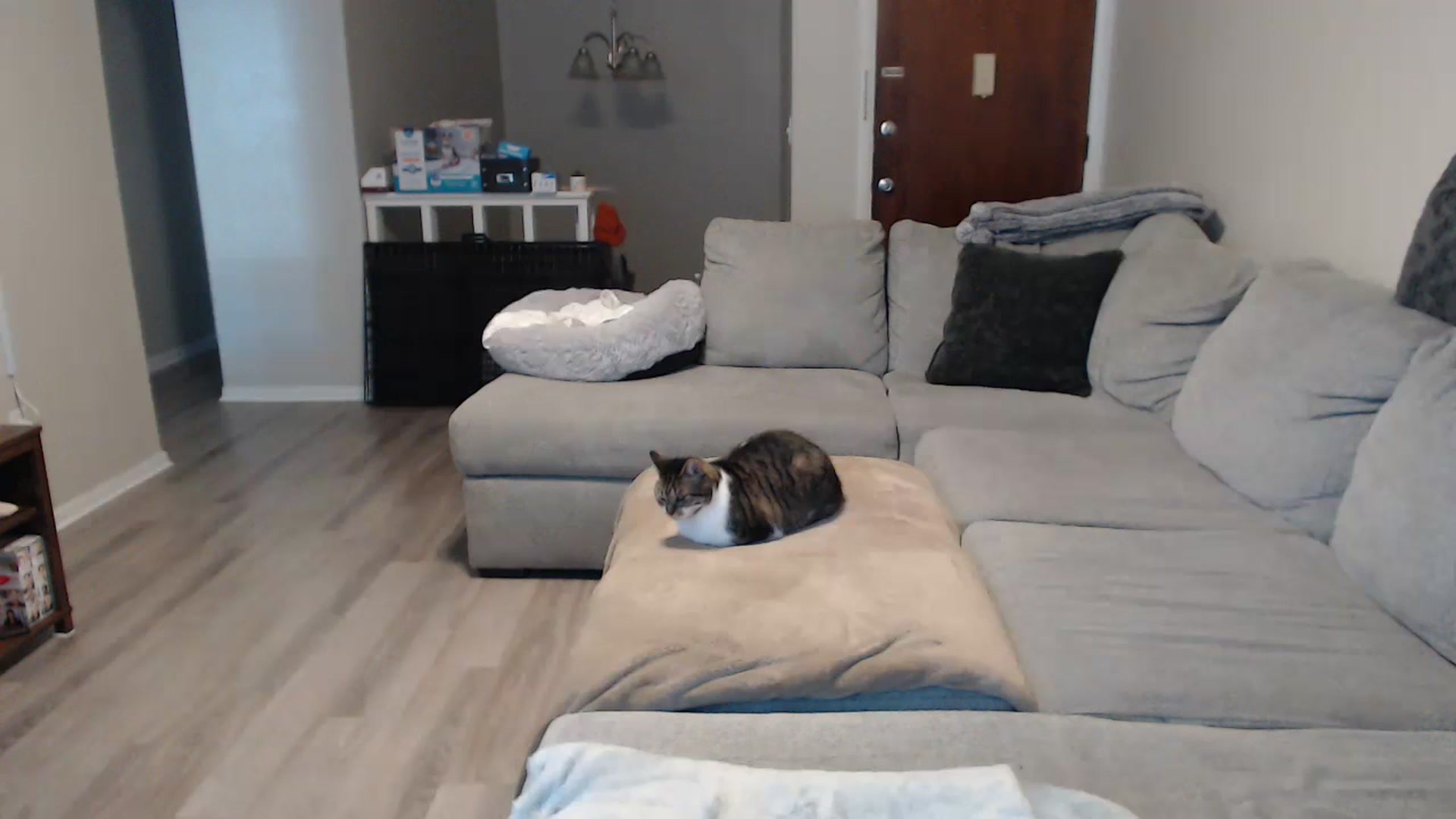 Gallery image thumbnail from Sexy_Sona's myfreecams stream on, 12/05/2023, 17:54 image 14 of 20
