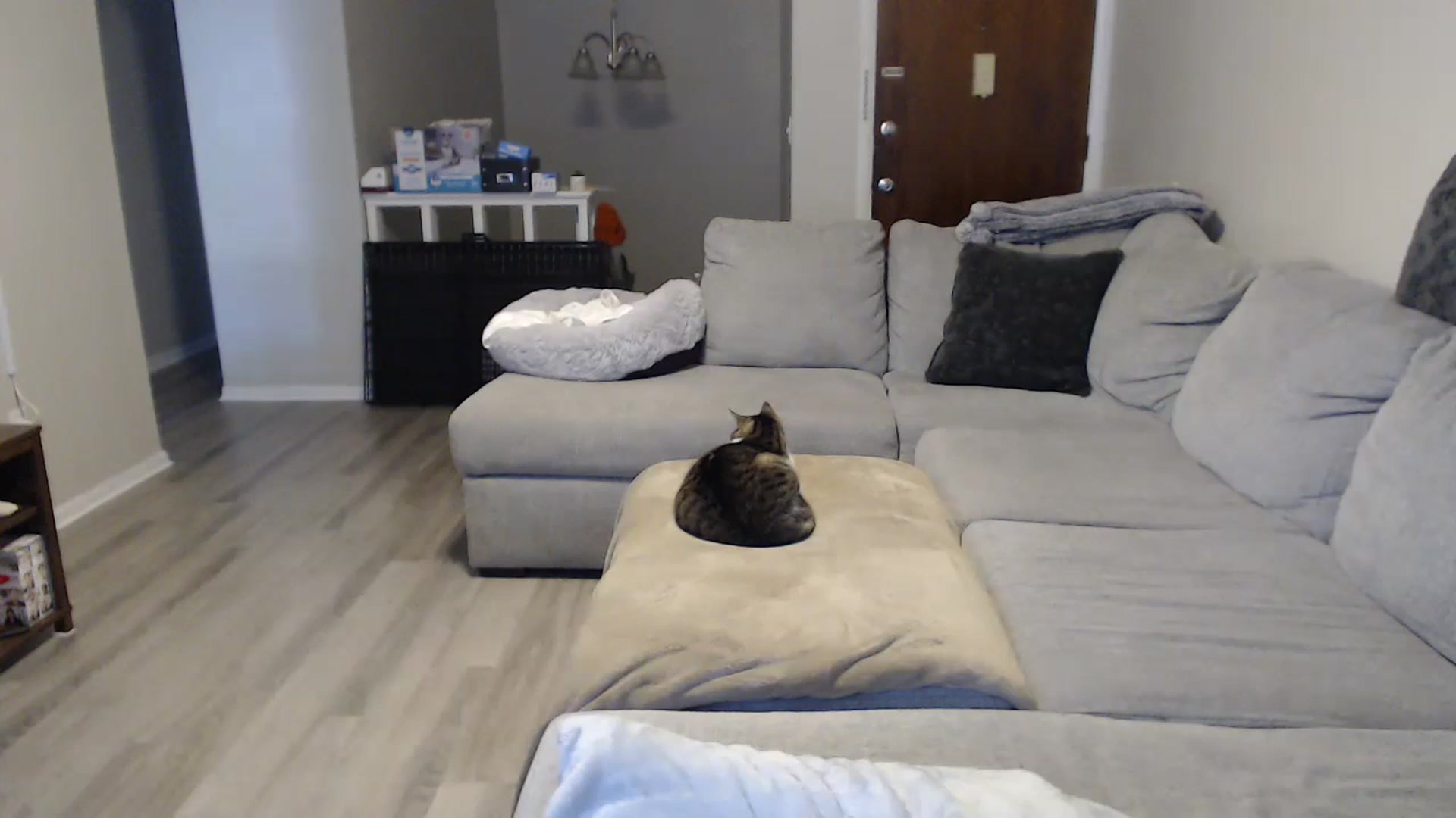 Gallery image thumbnail from Sexy_Sona's myfreecams stream on, 12/05/2023, 17:54 image 19 of 20
