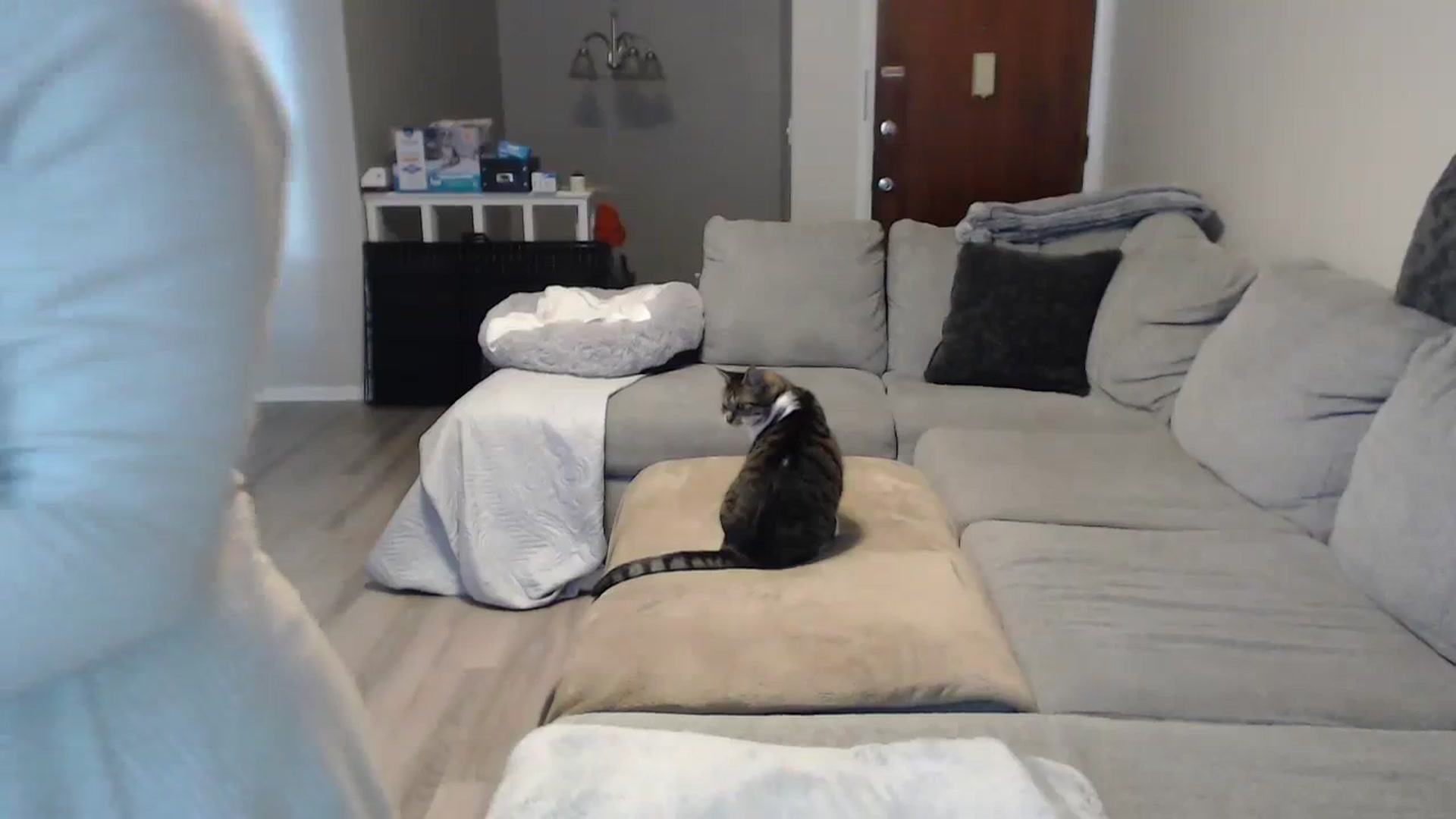 Gallery image thumbnail from Sexy_Sona's myfreecams stream on, 12/05/2023, 17:54 image 6 of 20