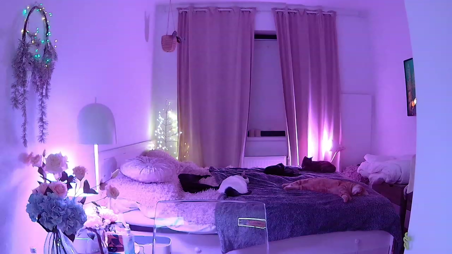 Gallery image thumbnail from ShyAngie's myfreecams stream on, 11/30/2023, 23:45 image 13 of 20