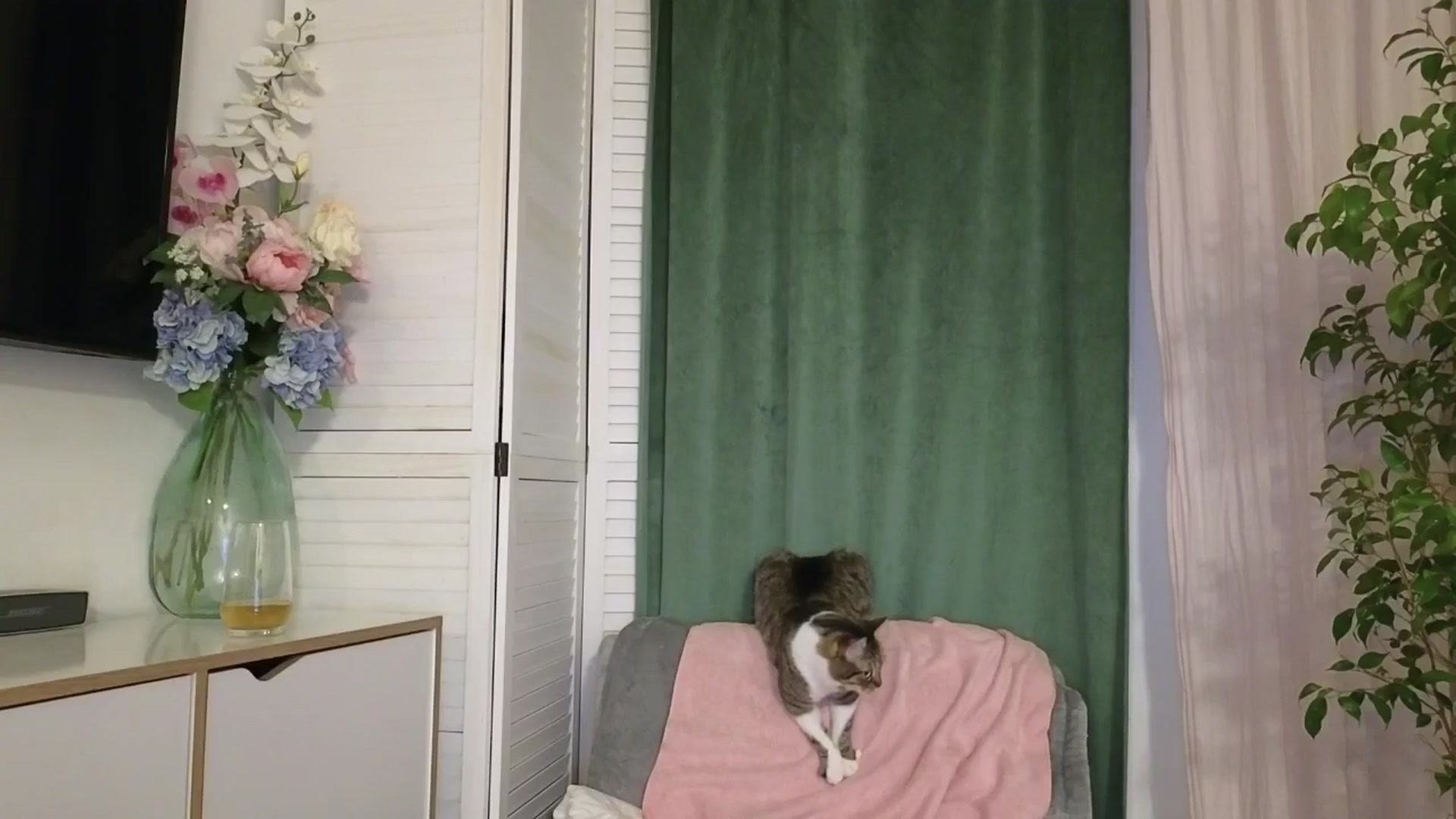 Gallery image thumbnail from ShyAngie's myfreecams stream on, 03/23/2025, 20:06 image 20 of 20
