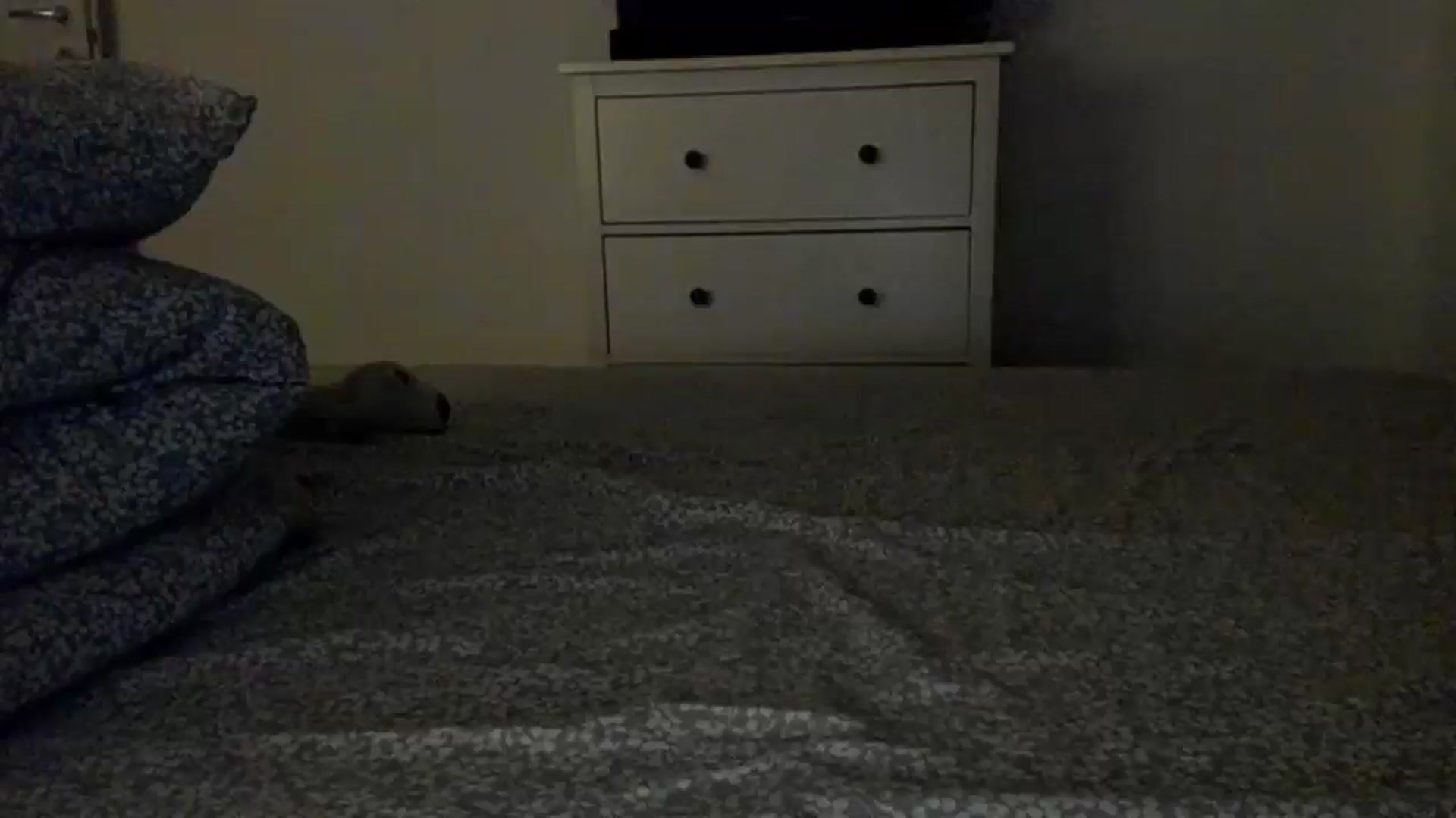 Gallery image thumbnail from Shy_Arwyn's myfreecams stream on, 03/14/2025, 02:56 image 13 of 20