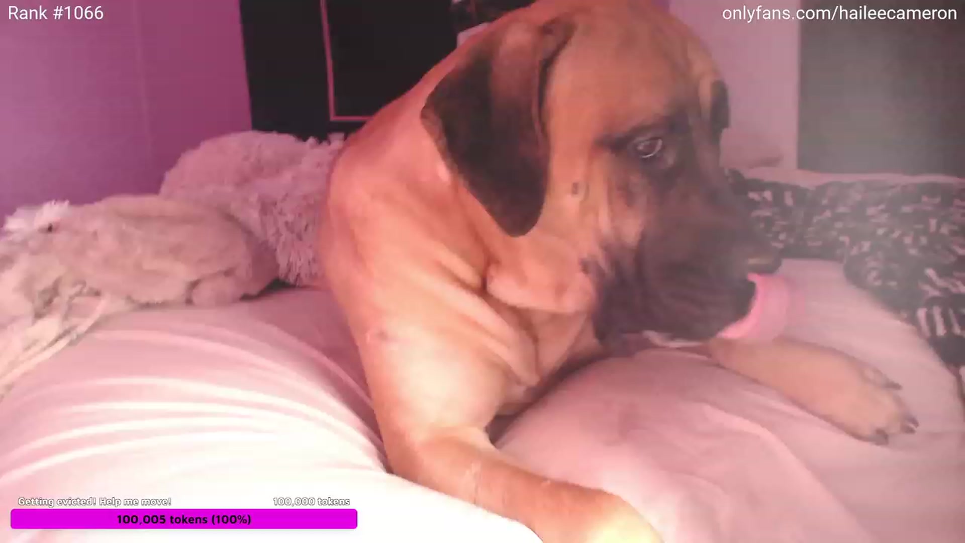 Gallery image thumbnail from SisterCameron's myfreecams stream on, 10/08/2023, 04:53 image 3 of 20