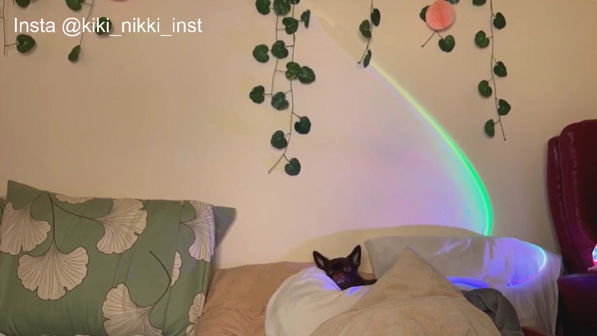 Gallery image thumbnail from Sk8Gurl420's myfreecams stream on, 02/15/2026, 11:04 image 17 of 20