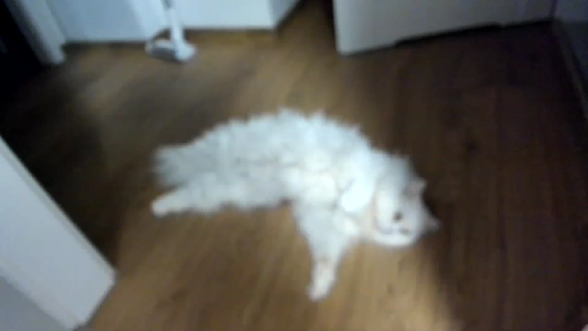 Gallery image thumbnail from SleepLateClub's myfreecams stream on, 12/11/2022, 22:38 image 1 of 20
