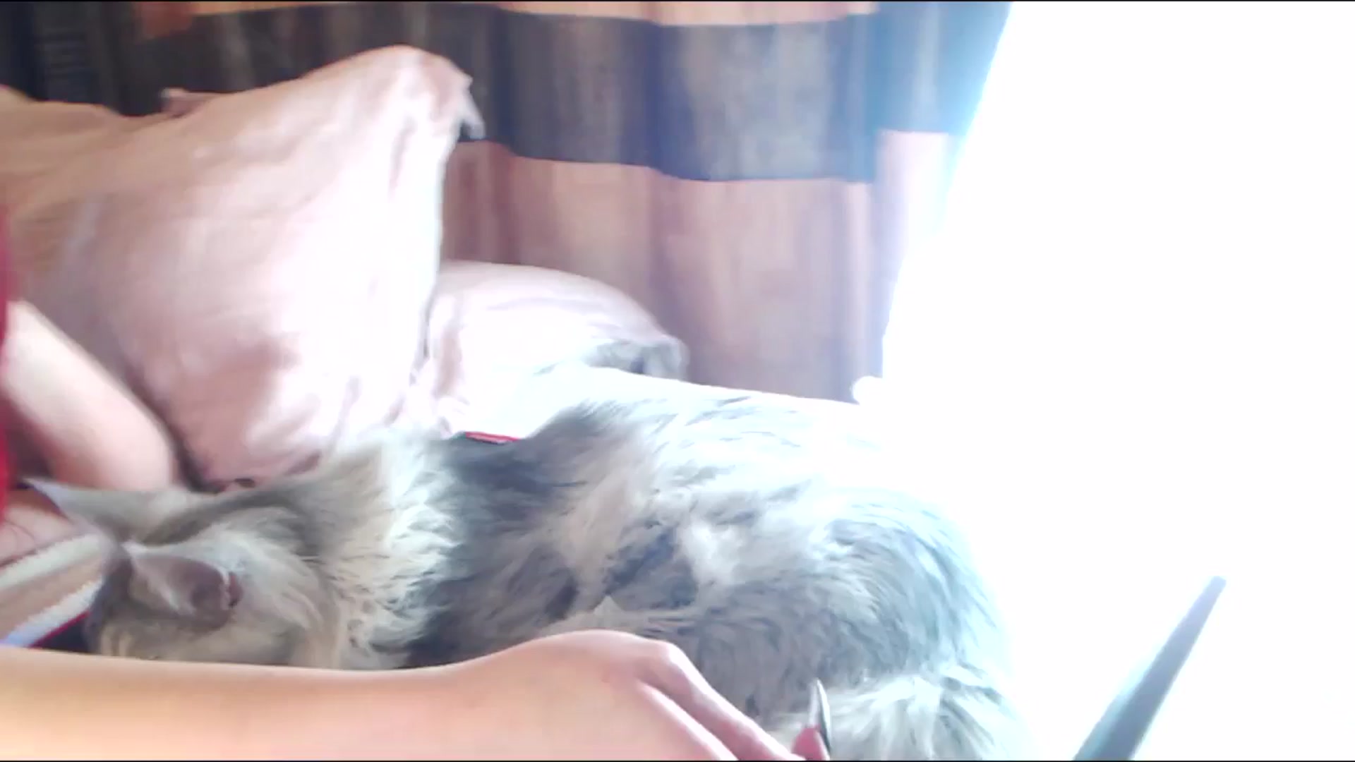 Gallery image thumbnail from Sleepy_AF's myfreecams stream on, 12/18/2024, 06:38 image 10 of 20