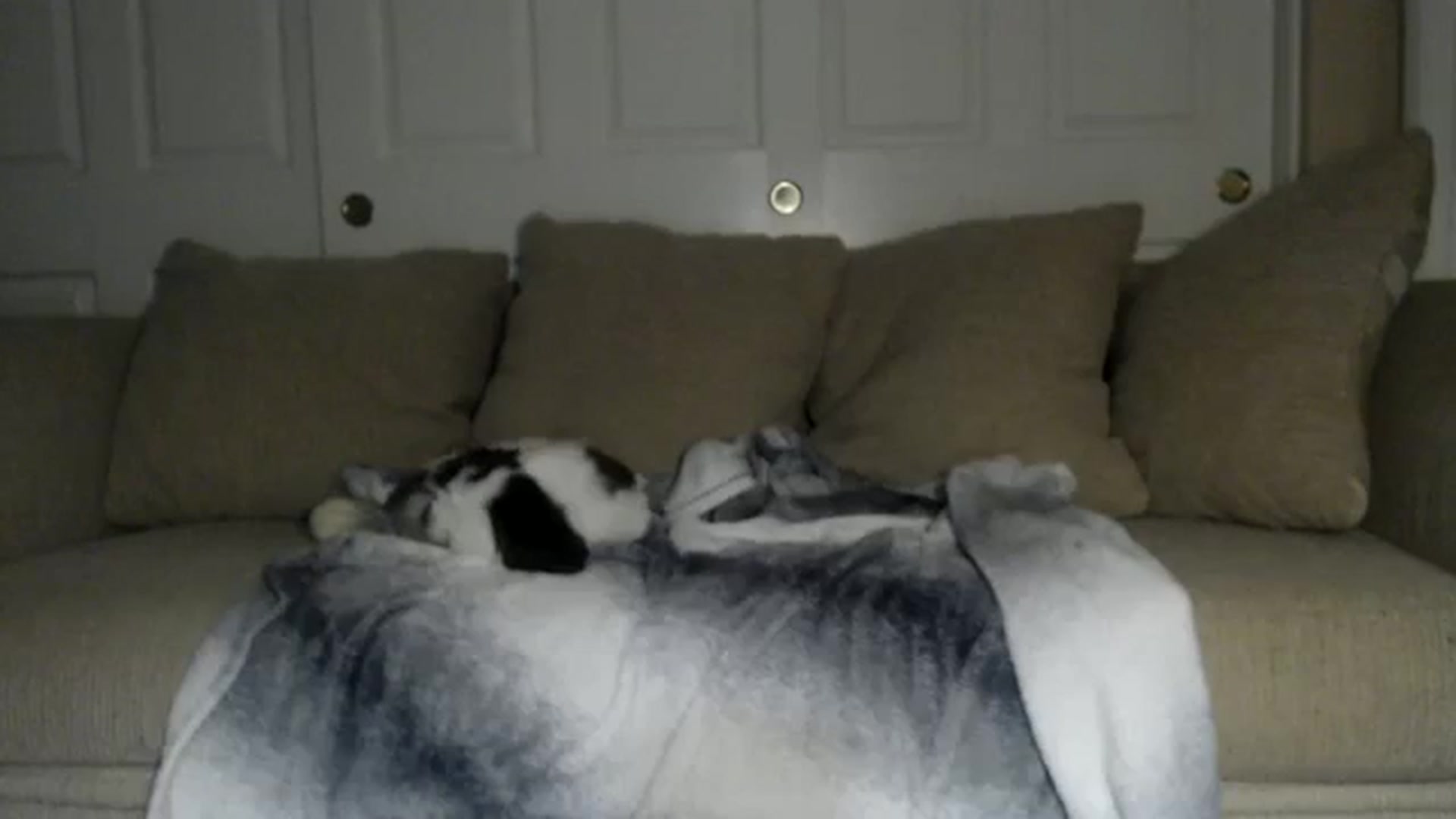 Gallery image thumbnail from Sleepych3w's myfreecams stream on, 02/23/2024, 05:51 image 16 of 20