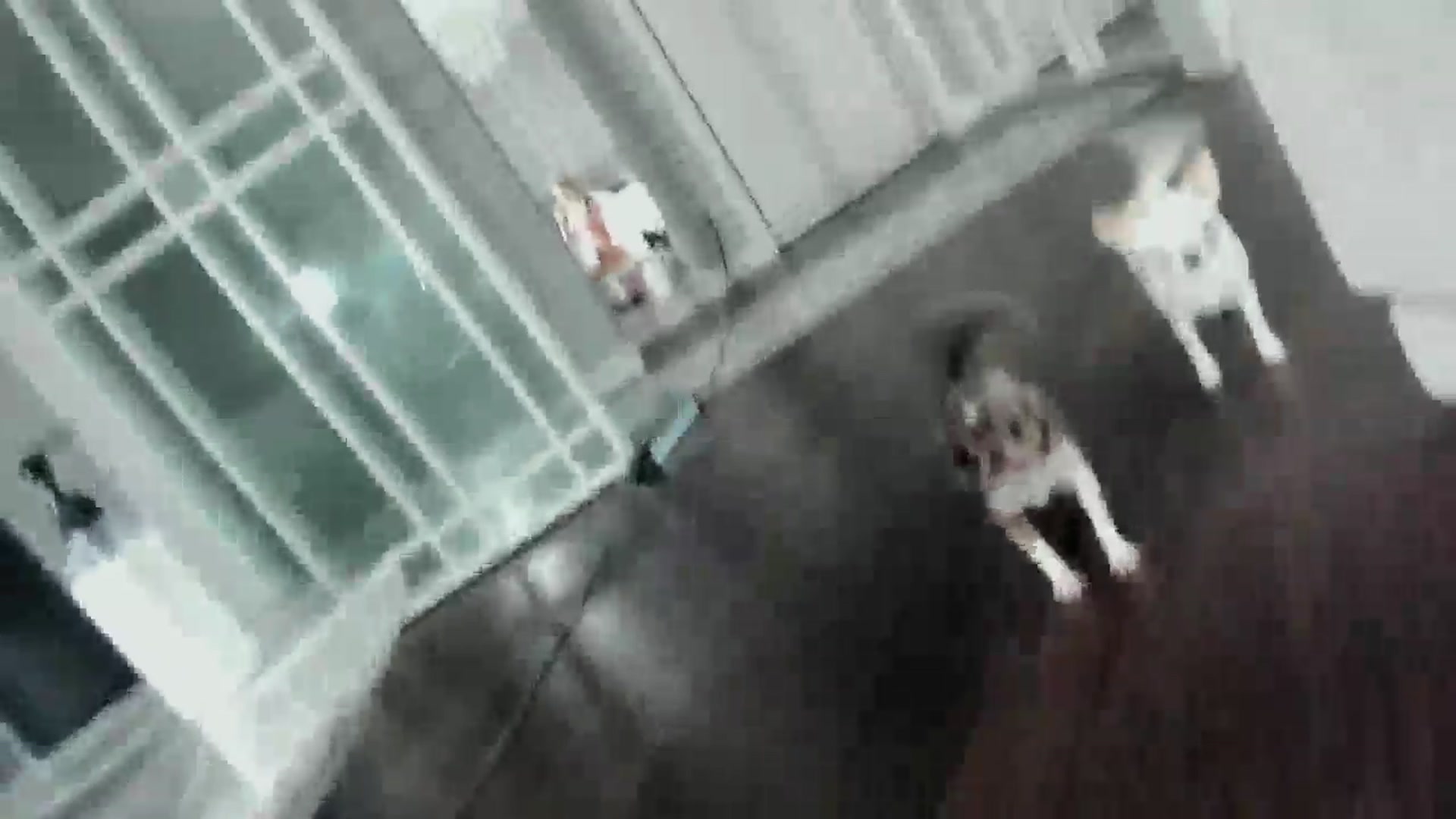 Gallery image thumbnail from Smart_Cat's myfreecams stream on, 03/01/2025, 02:46 image 12 of 20