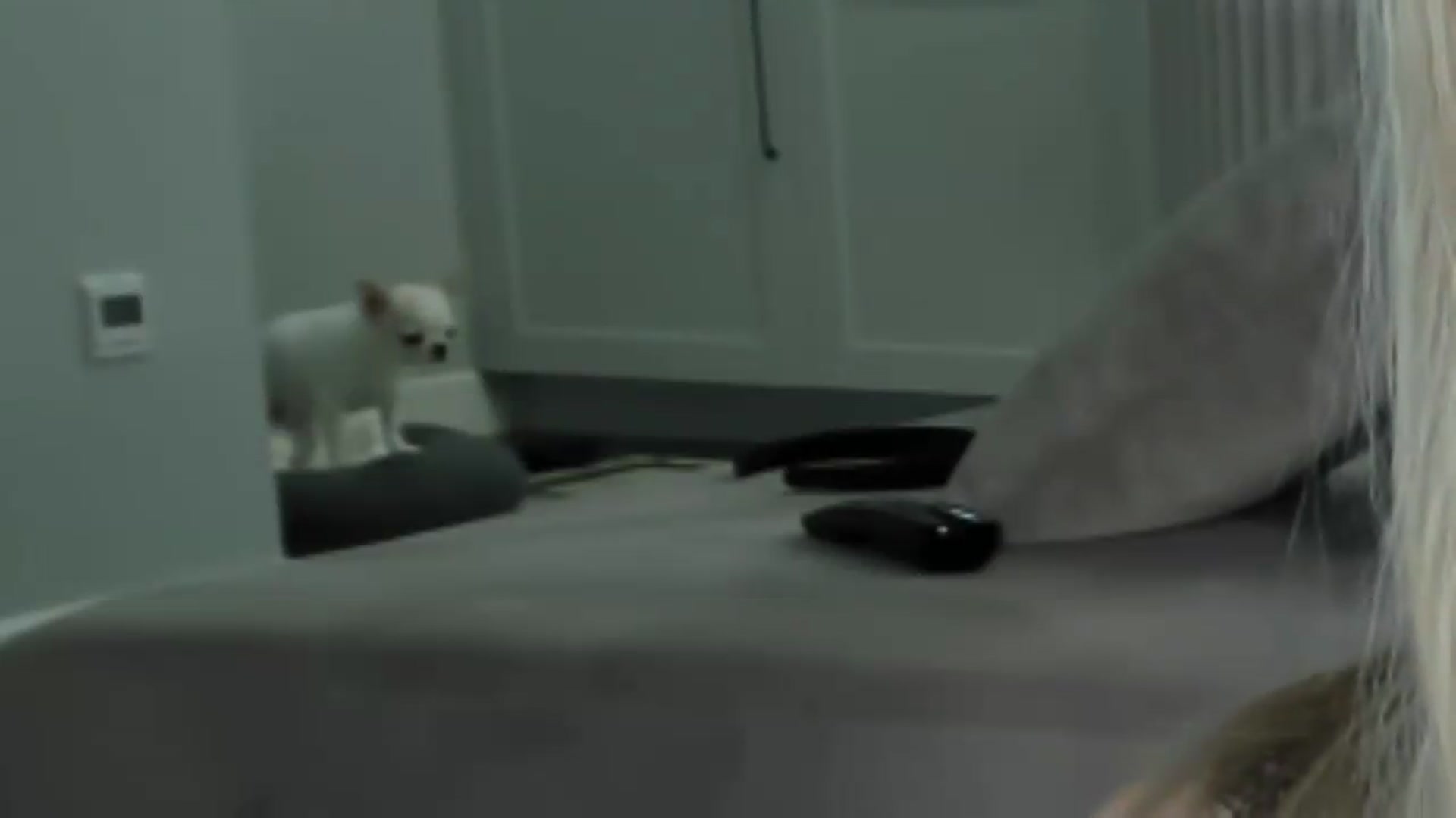 Gallery image thumbnail from Smart_Cat's myfreecams stream on, 06/14/2026, 01:48 image 16 of 20