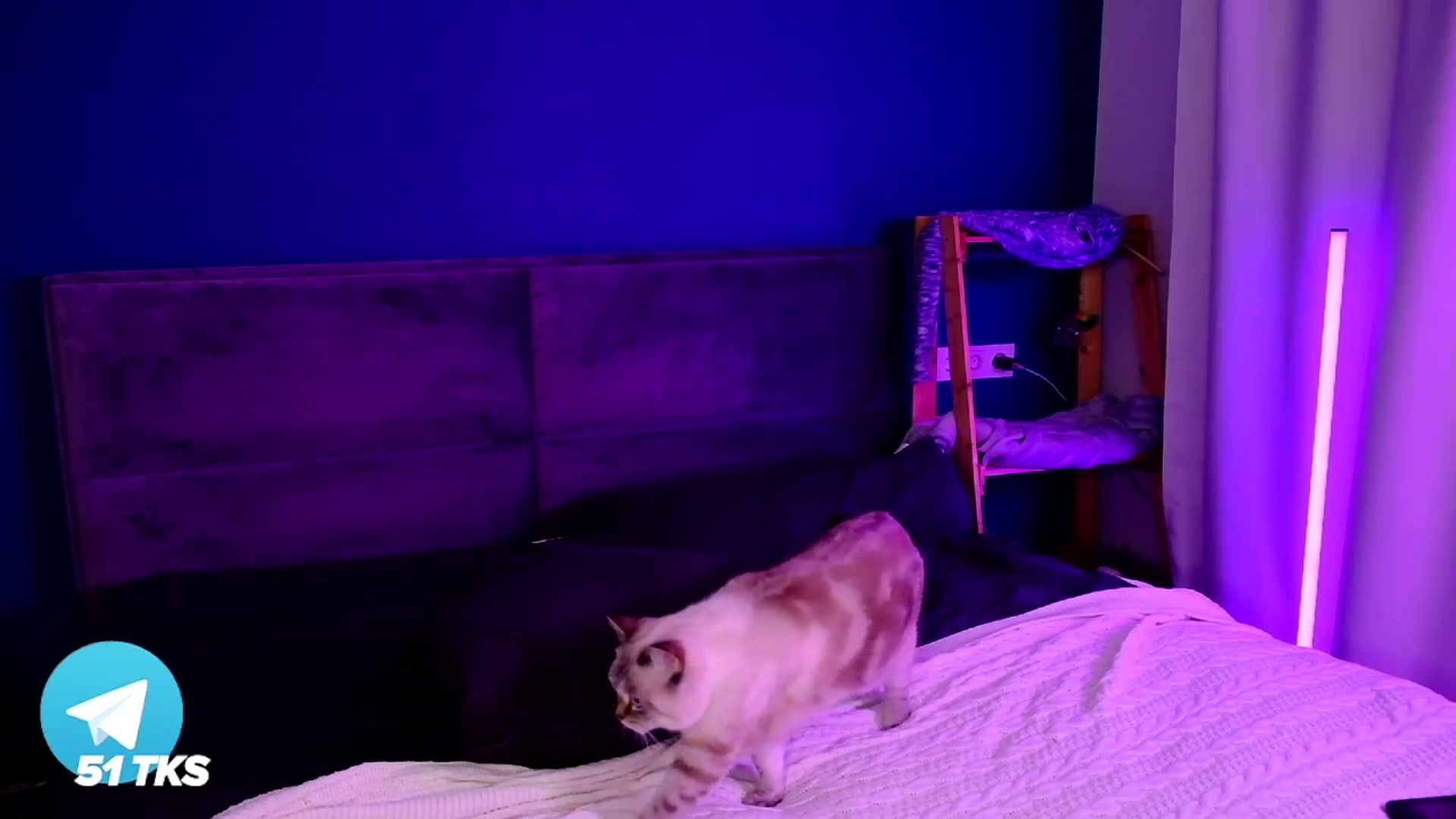 Gallery image thumbnail from SmthWrong's myfreecams stream on, 02/21/2024, 02:33 image 19 of 20