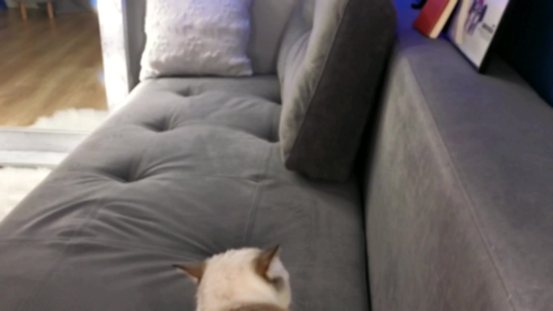 Gallery image thumbnail from SmthWrong's myfreecams stream on, 05/03/2026, 24:34 image 1 of 20