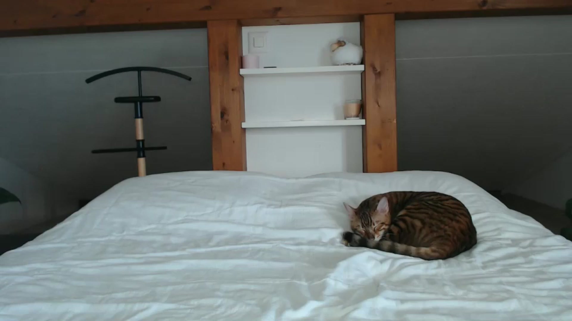 Gallery image thumbnail from Snake_lady's myfreecams stream on, 10/15/2024, 16:02 image 2 of 20
