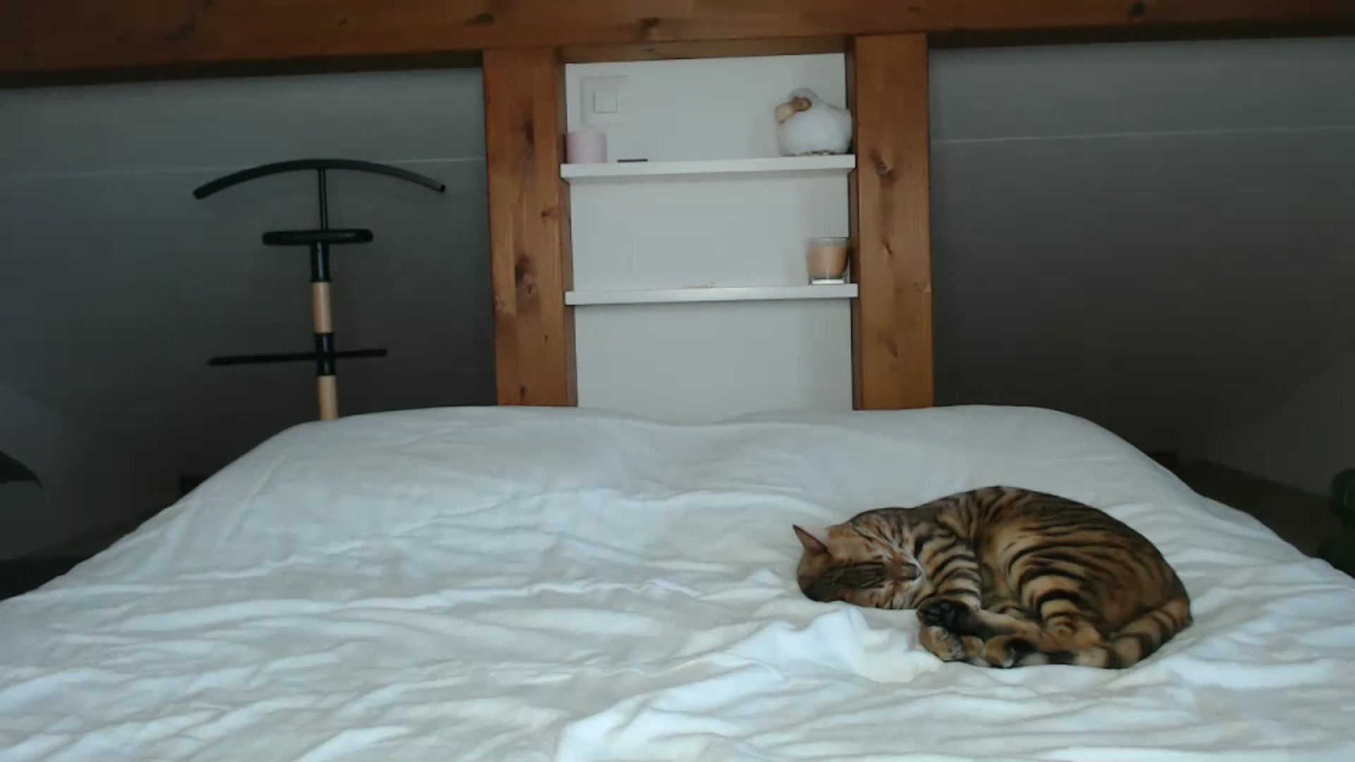 Gallery image thumbnail from Snake_lady's myfreecams stream on, 10/15/2024, 16:02 image 15 of 20