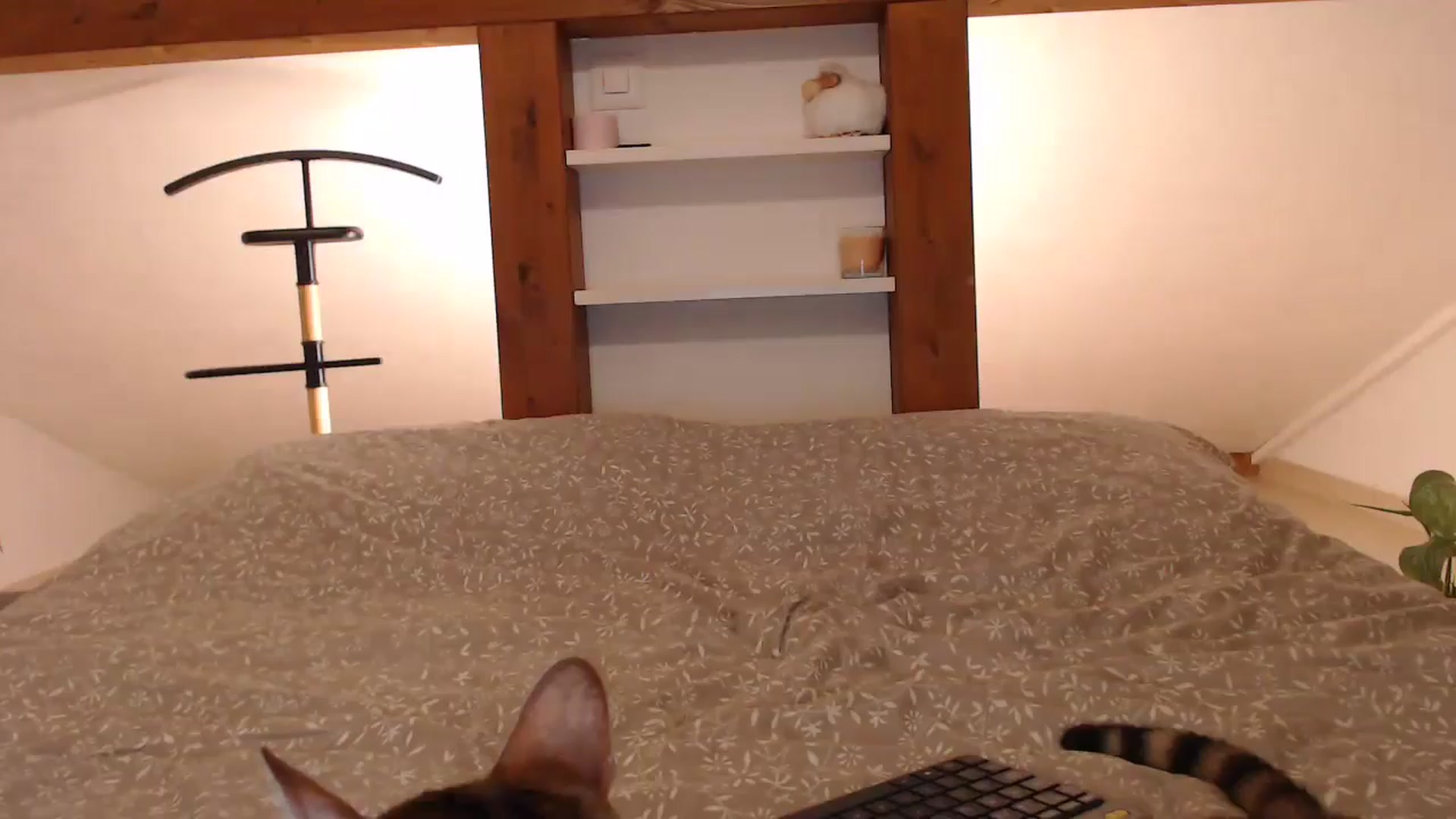 Gallery image thumbnail from Snake_lady's myfreecams stream on, 10/22/2024, 16:56 image 18 of 20