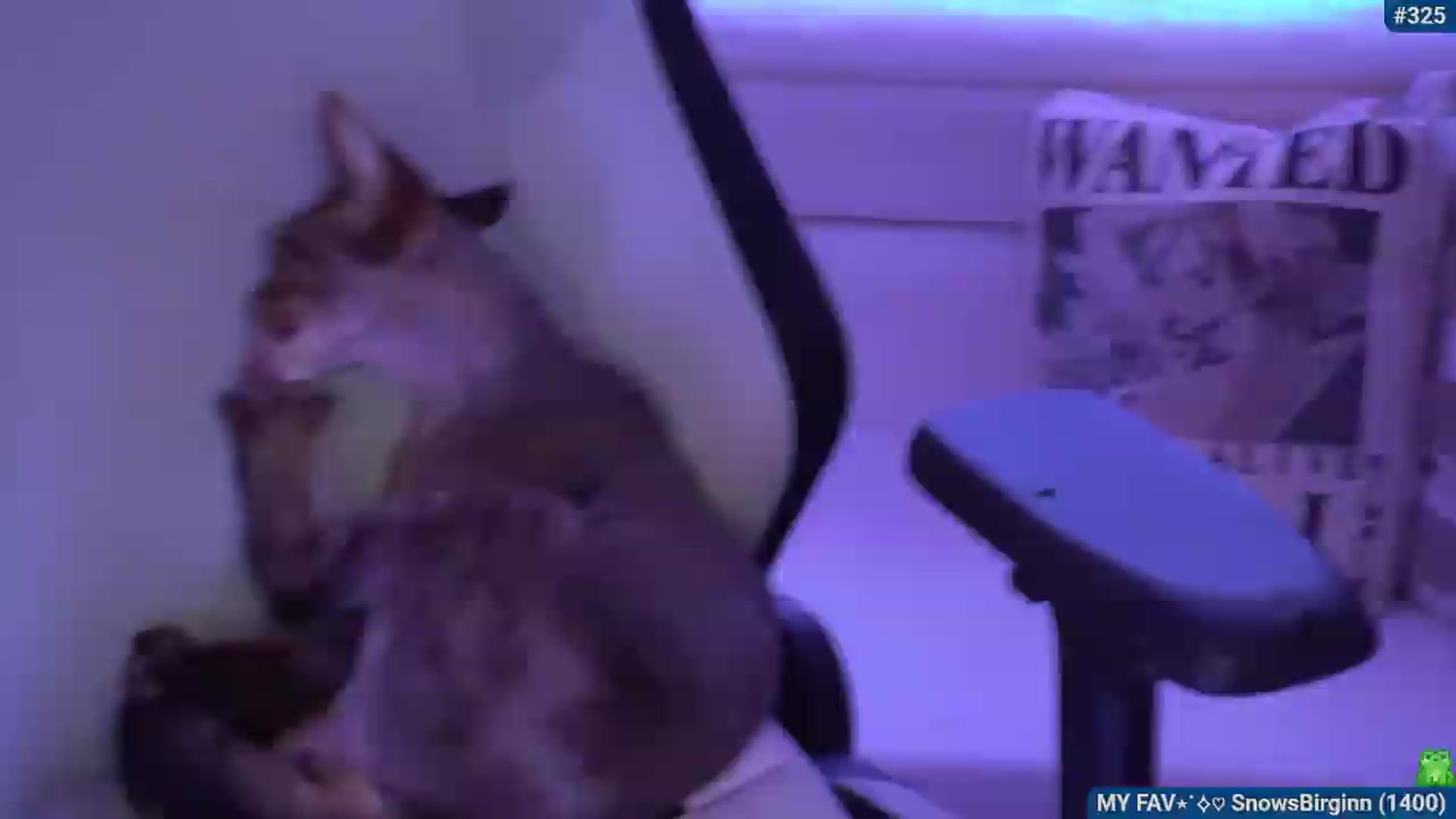 Gallery image thumbnail from Snowkitty's myfreecams stream on, 08/09/2026, 03:29 image 12 of 20
