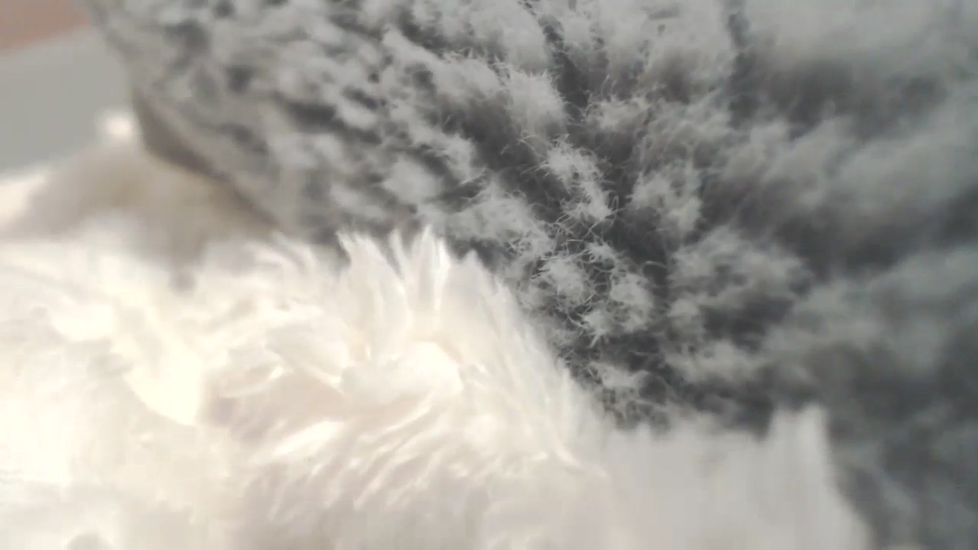 Gallery image thumbnail from SoLittleAmber's myfreecams stream on, 02/15/2024, 12:33 image 2 of 20