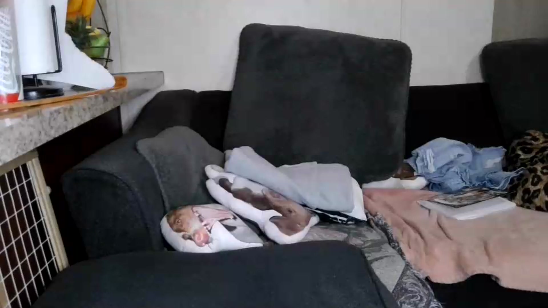Gallery image thumbnail from Sofieyoungxxx's myfreecams stream on, 06/05/2026, 10:31 image 4 of 20