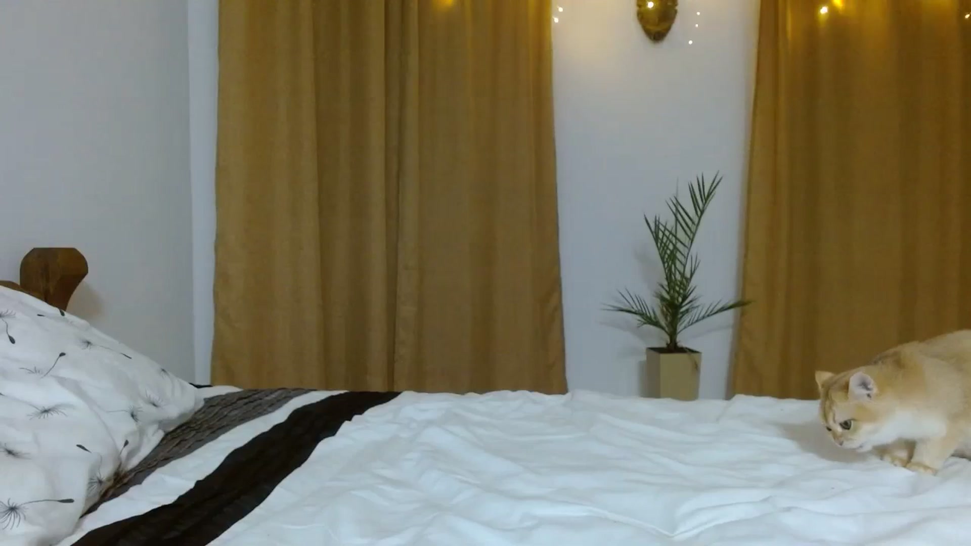 Gallery image thumbnail from Sonyabrage's myfreecams stream on, 11/24/2023, 21:26 image 15 of 20