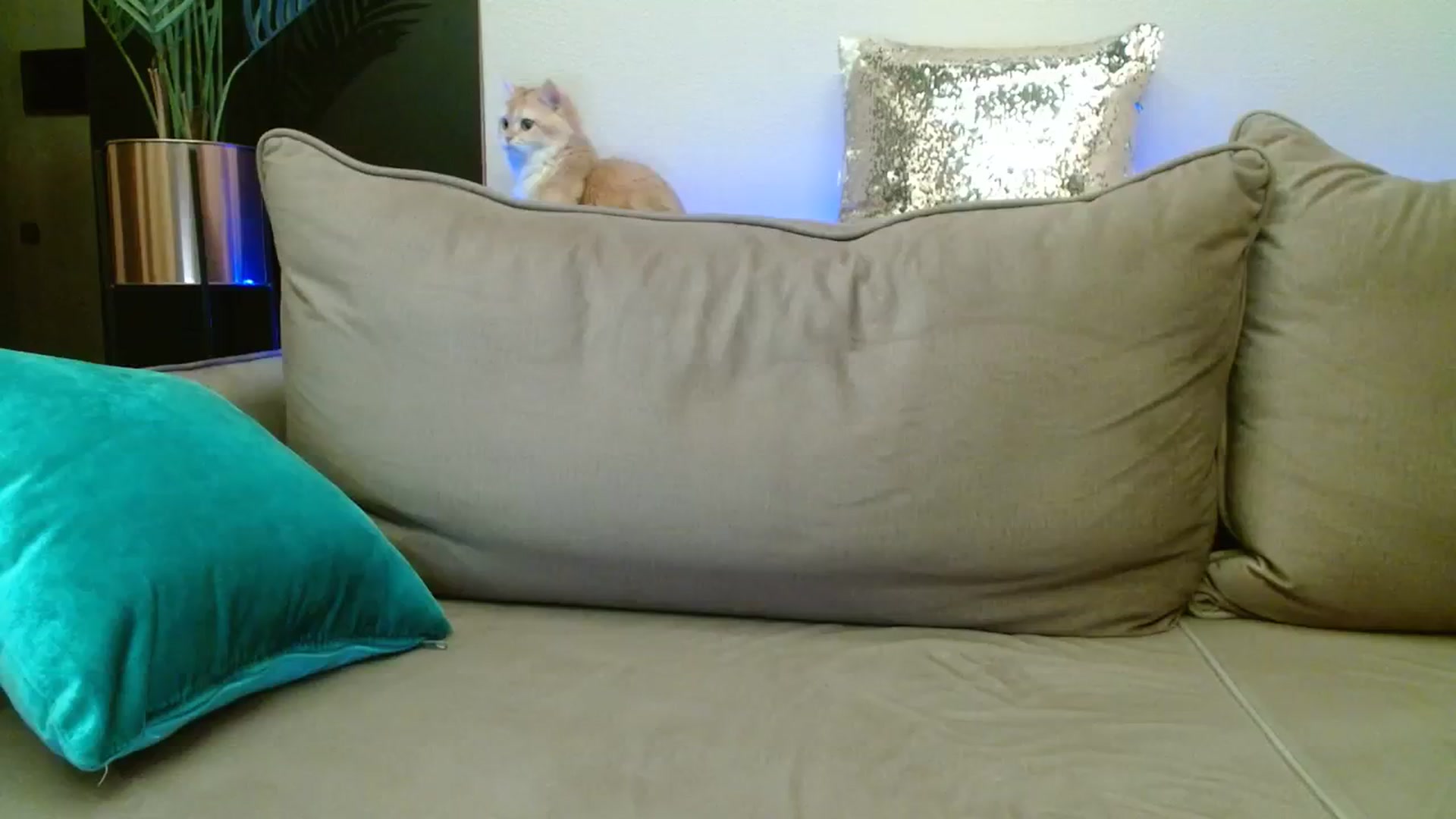 Gallery image thumbnail from Sonyabrage's myfreecams stream on, 12/01/2023, 20:22 image 1 of 20