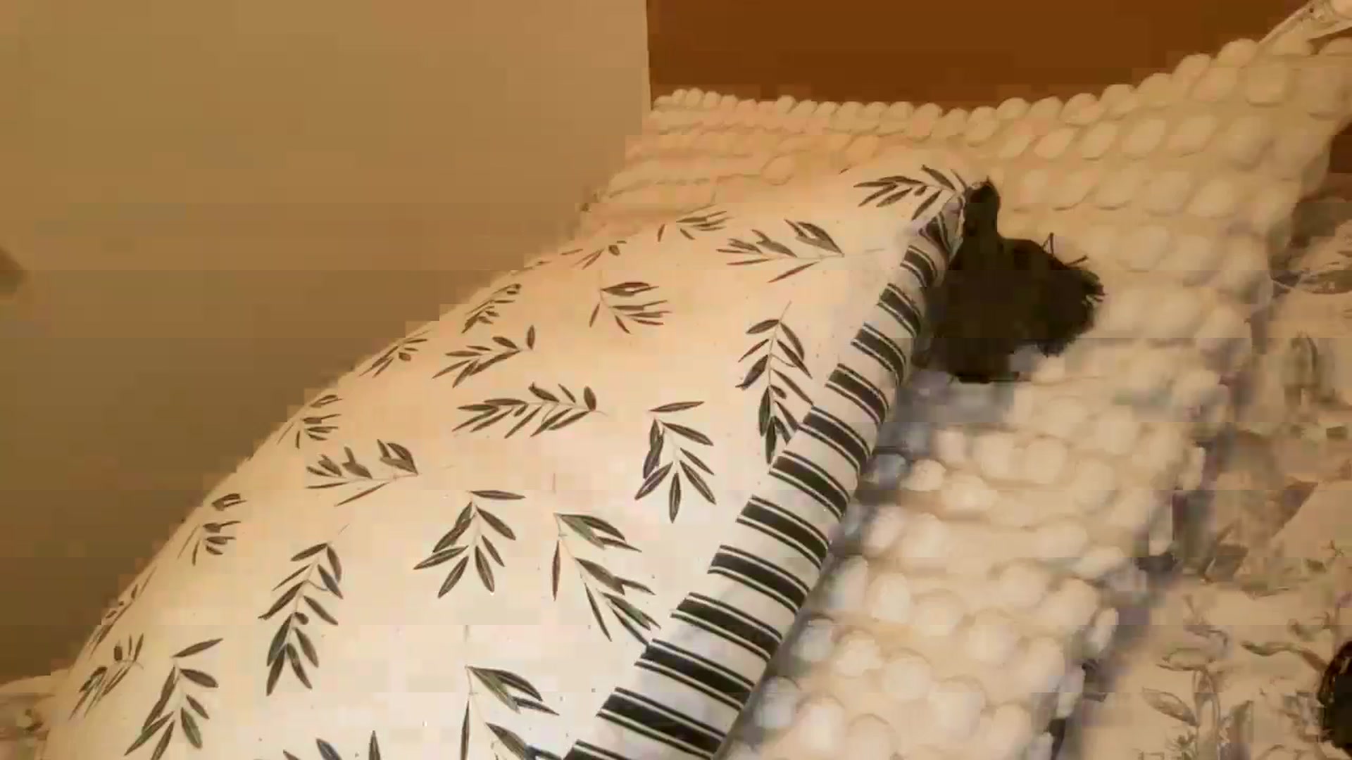 Gallery image thumbnail from Sophia_may7's myfreecams stream on, 03/06/2024, 22:00 image 14 of 20