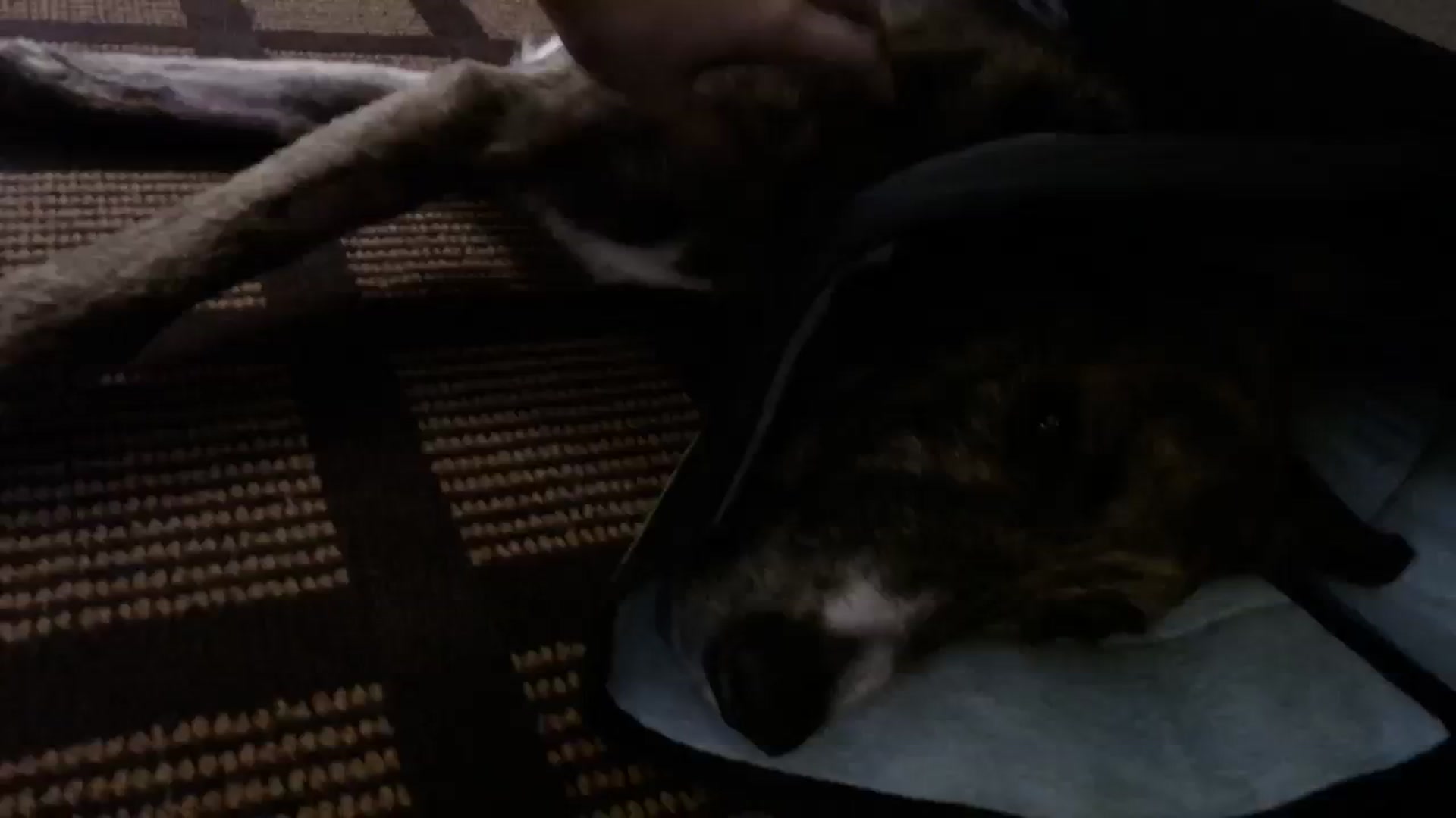Gallery image thumbnail from SophiesBobs's myfreecams stream on, 11/12/2023, 05:58 image 5 of 20