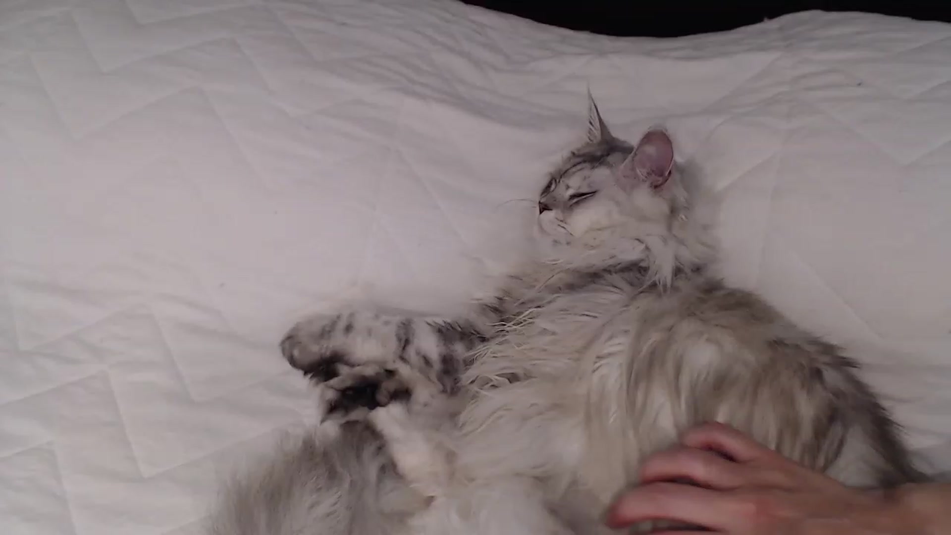 Gallery image thumbnail from Sphynx_Lions's myfreecams stream on, 11/23/2022, 01:54 image 14 of 20