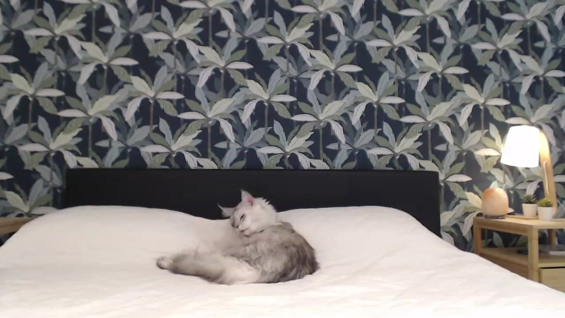 Gallery image thumbnail from Sphynx_Lions's myfreecams stream on, 11/23/2022, 01:54 image 8 of 20