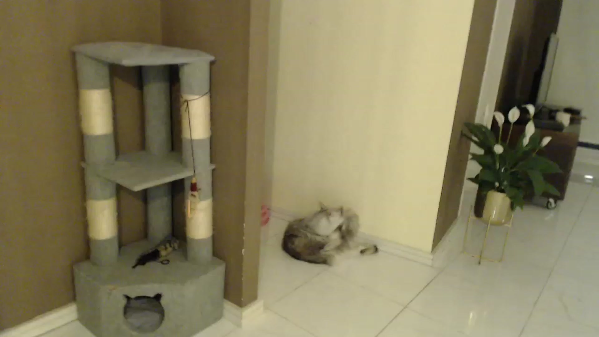 Gallery image thumbnail from Sphynx_Lions's myfreecams stream on, 01/31/2023, 04:59 image 14 of 20
