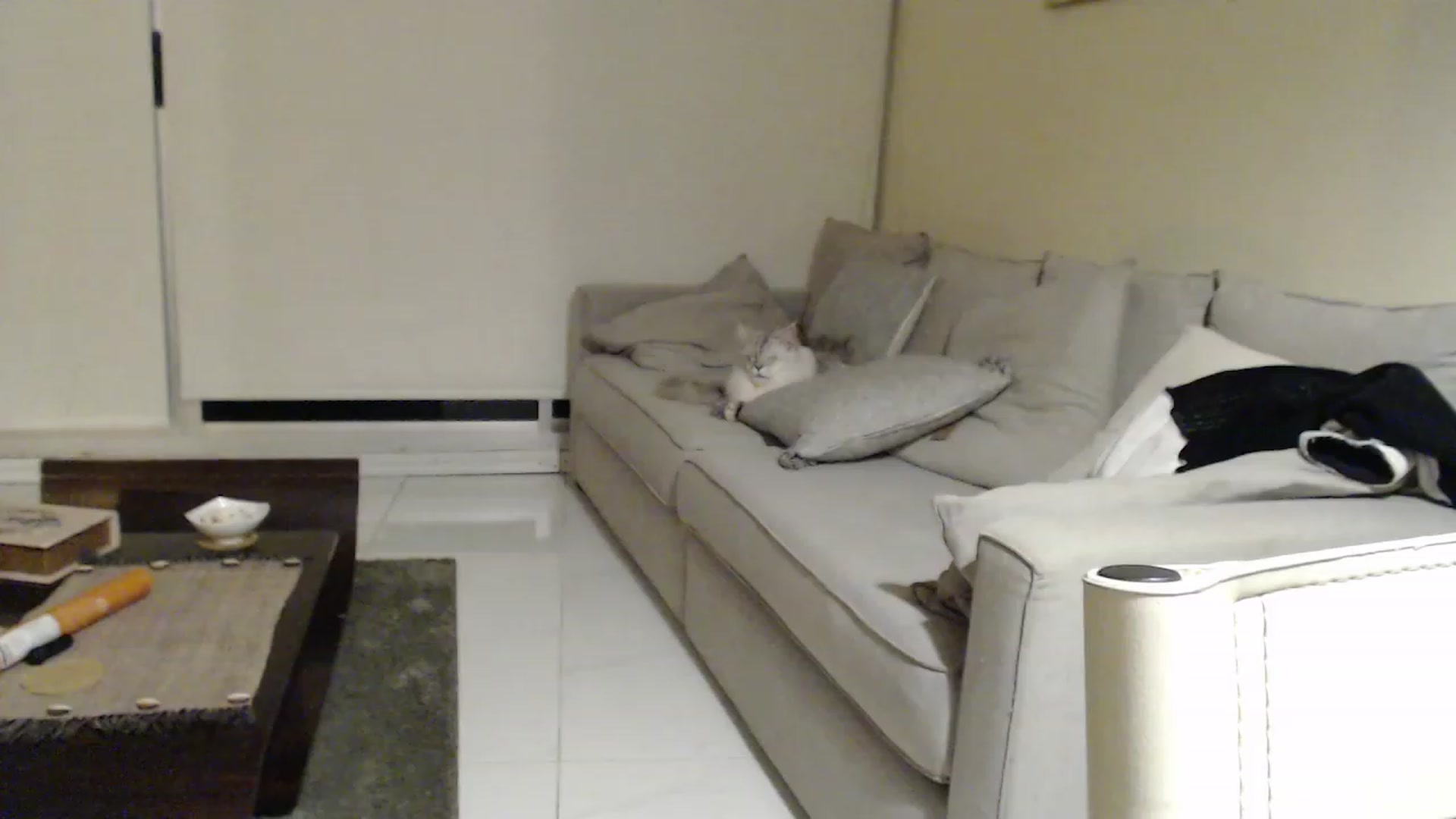 Gallery image thumbnail from Sphynx_Lions's myfreecams stream on, 02/04/2023, 03:29 image 18 of 20