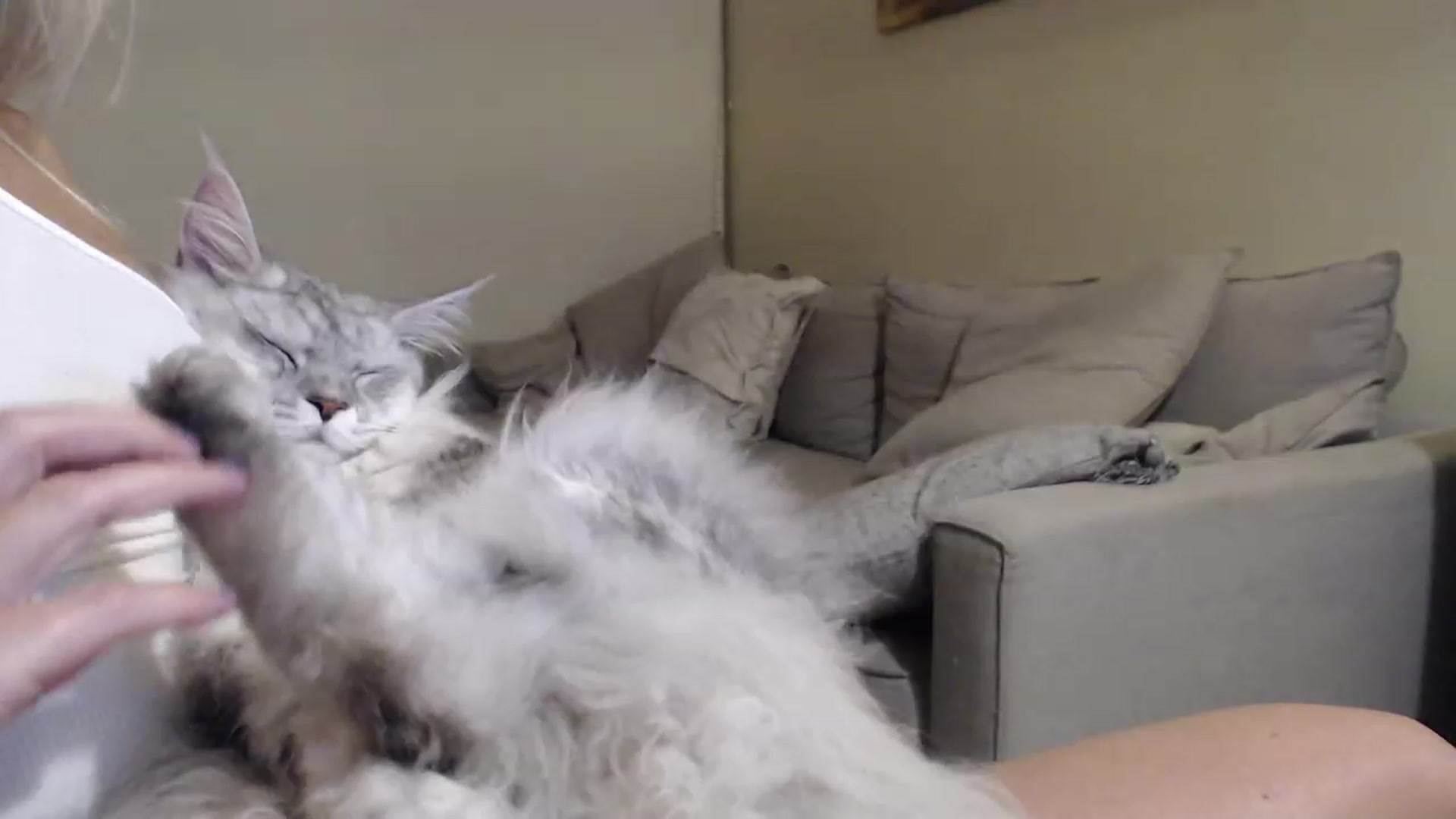 Gallery image thumbnail from Sphynx_Lions's myfreecams stream on, 02/05/2023, 02:35 image 13 of 20