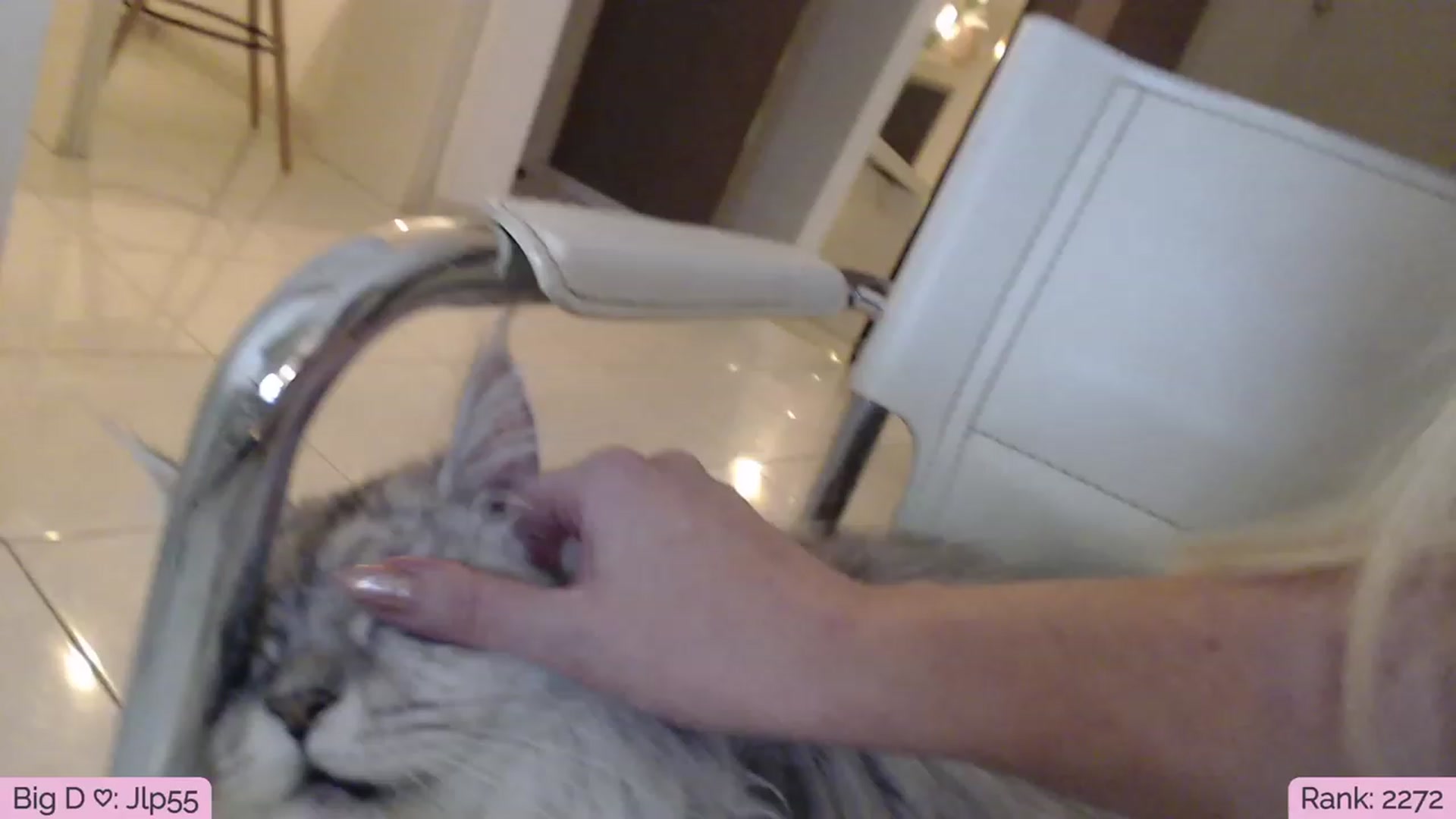 Gallery image thumbnail from Sphynx_Lions's myfreecams stream on, 08/13/2023, 05:03 image 13 of 20
