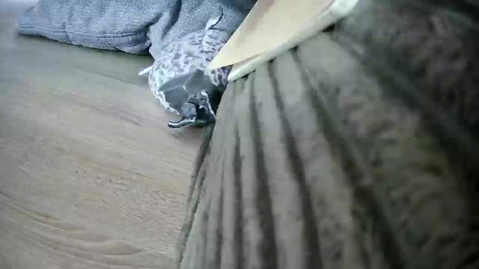 Gallery image thumbnail from Spicy_X's myfreecams stream on, 06/02/2025, 16:48 image 14 of 20