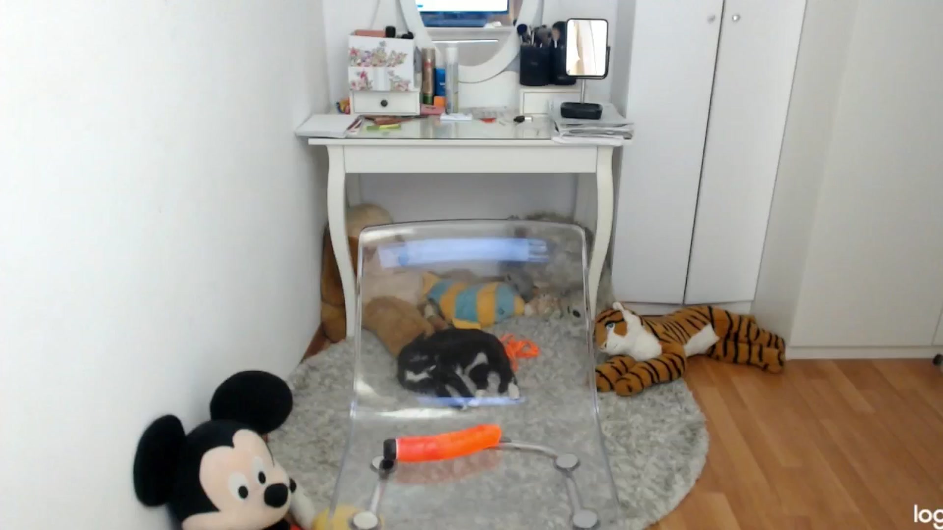 Gallery image thumbnail from SpringJewel's myfreecams stream on, 04/19/2024, 08:48 image 5 of 20