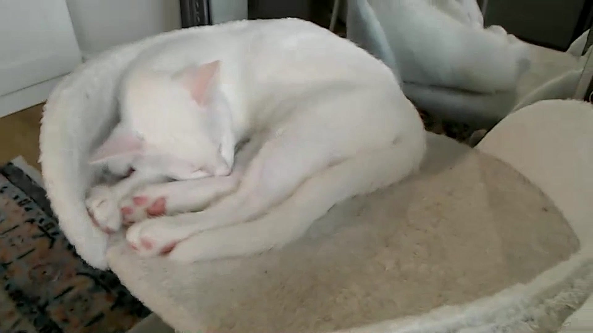 Gallery image thumbnail from Spring__'s myfreecams stream on, 07/13/2023, 17:32 image 18 of 20