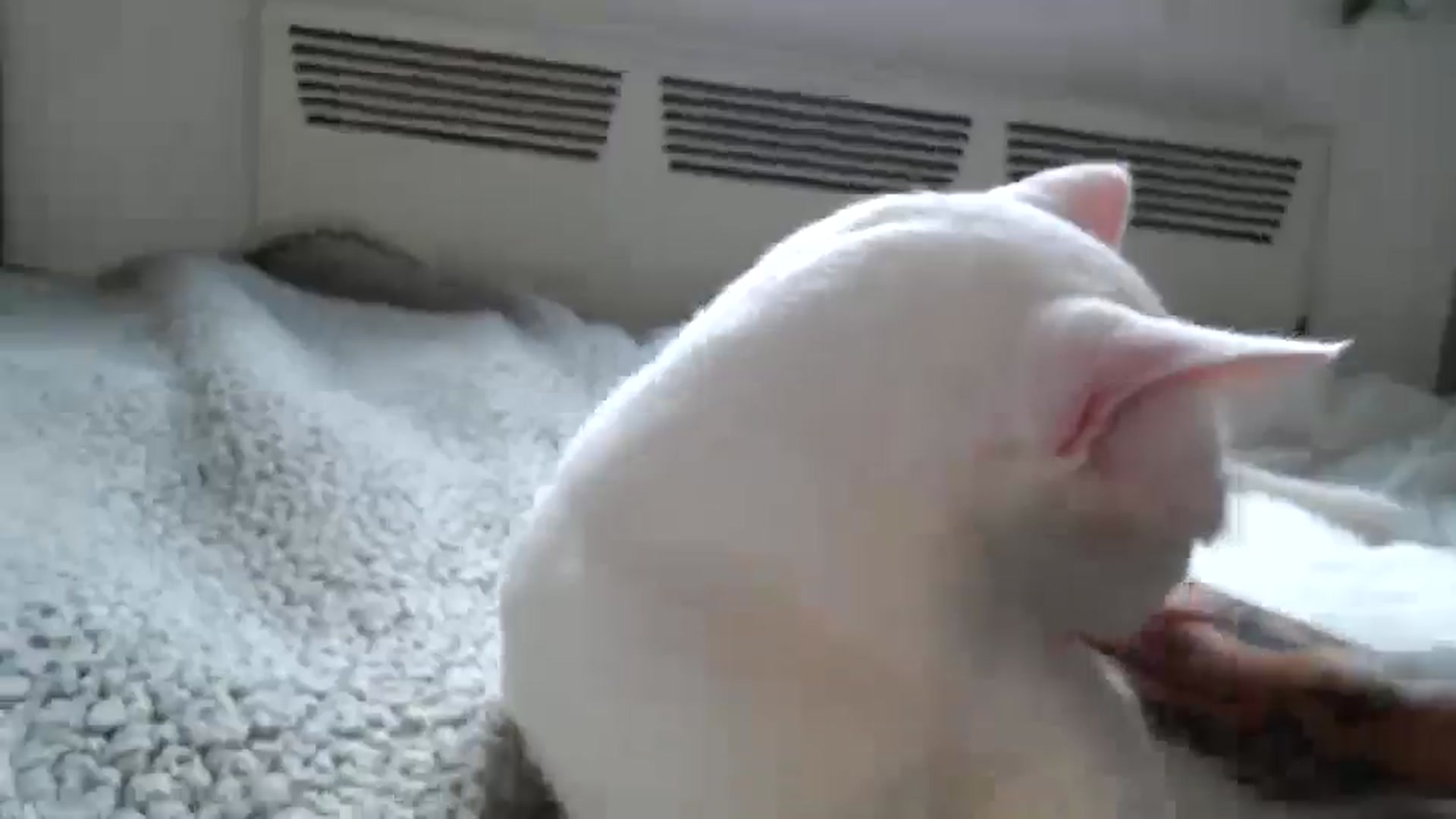 Gallery image thumbnail from Spring__'s myfreecams stream on, 08/20/2024, 14:56 image 18 of 20