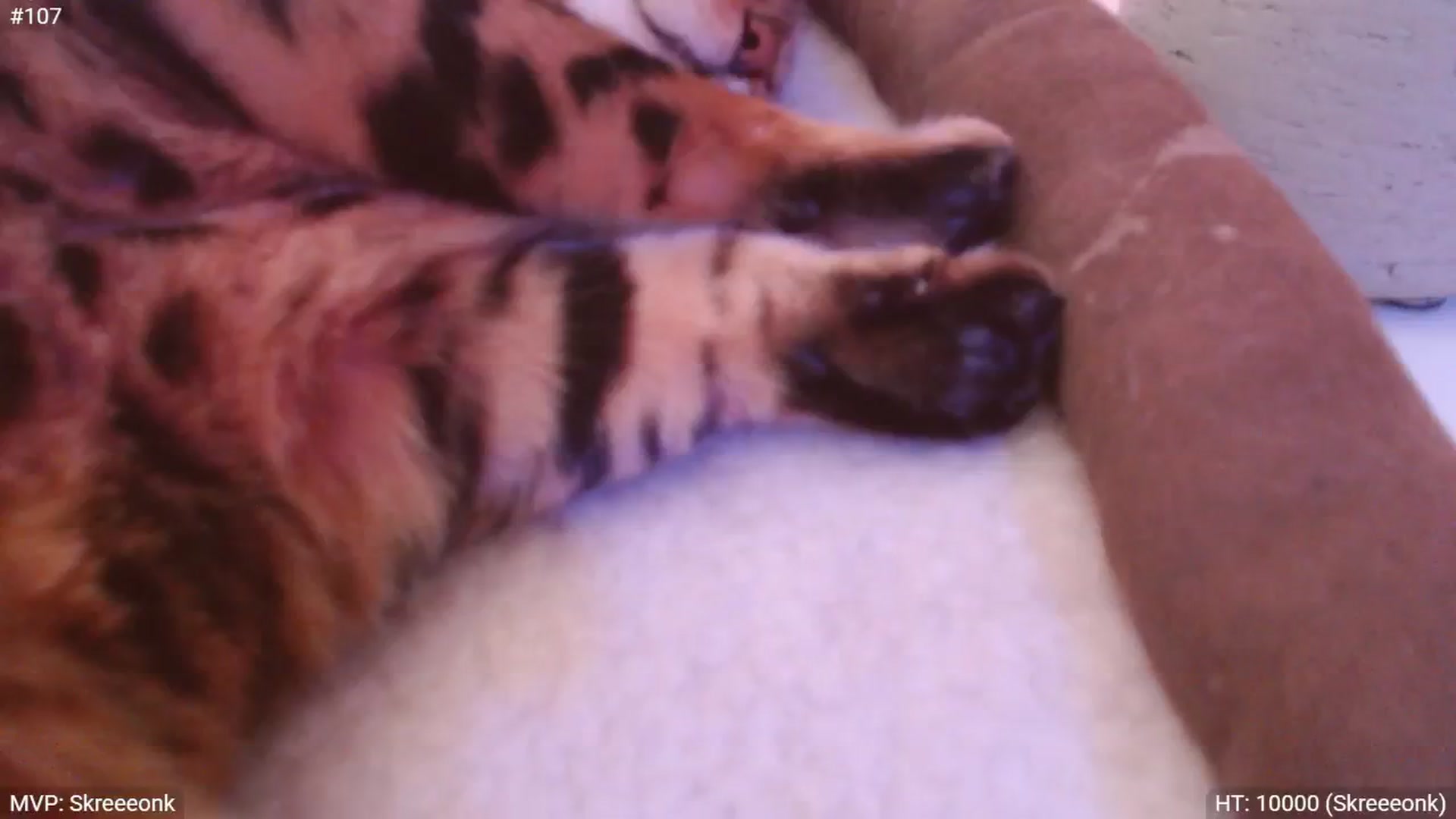 Gallery image thumbnail from StacyDoll's myfreecams stream on, 04/10/2025, 23:23 image 16 of 20