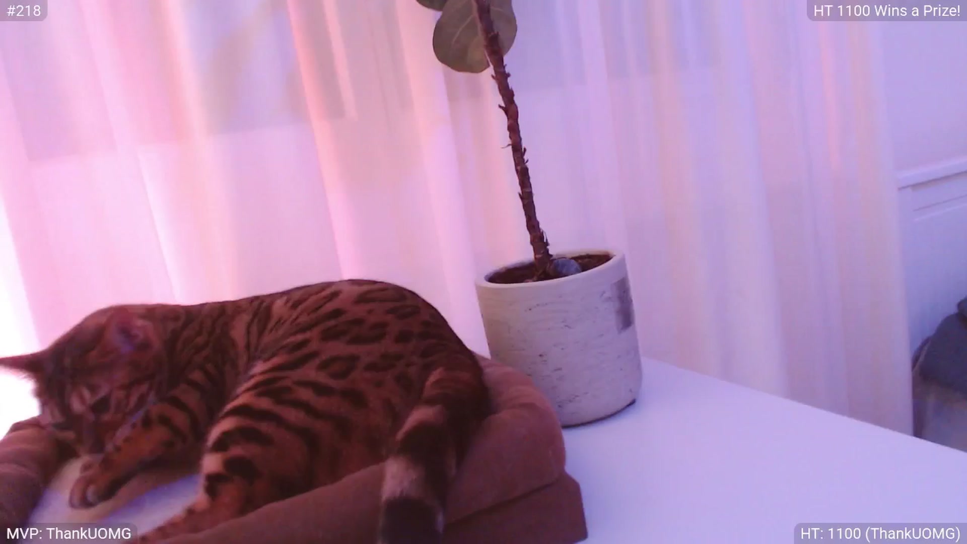 Gallery image thumbnail from StacyDoll's myfreecams stream on, 05/29/2025, 21:25 image 3 of 20
