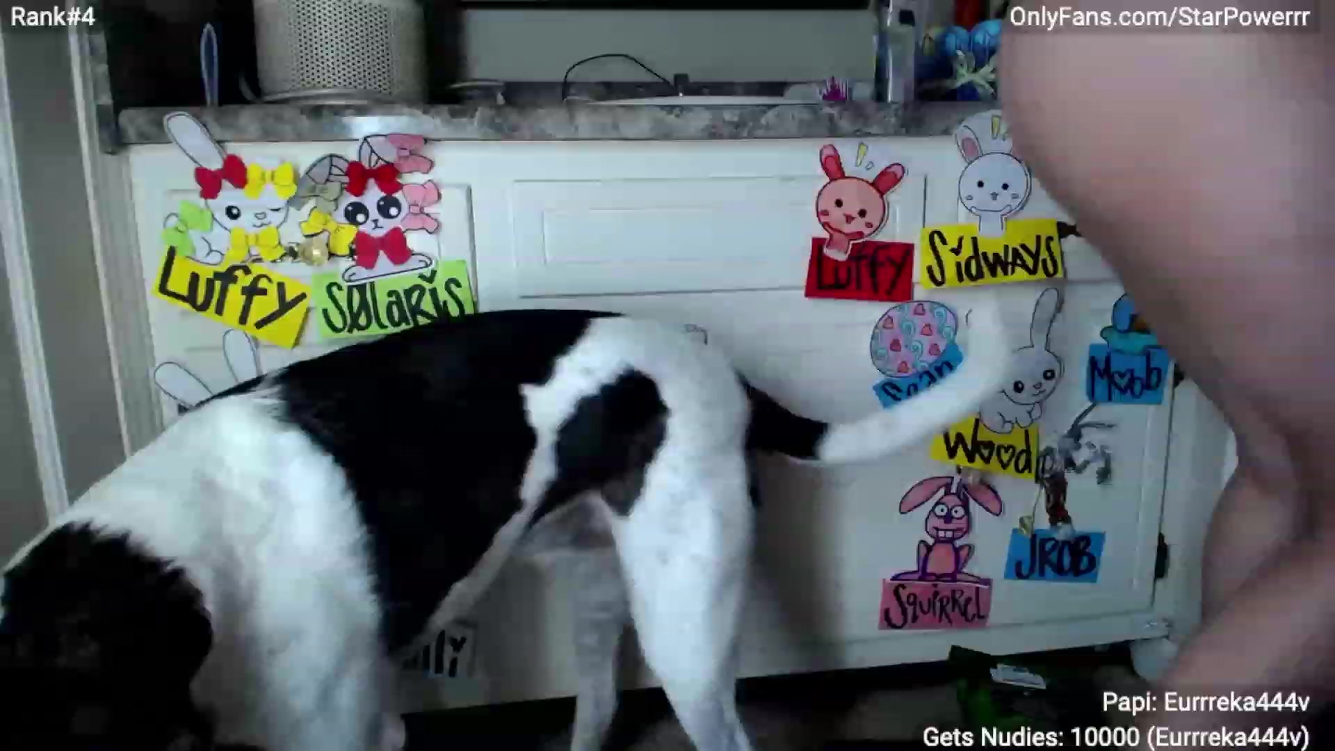 Gallery image thumbnail from StarPowerrr's myfreecams stream on, 04/15/2023, 09:38 image 9 of 20
