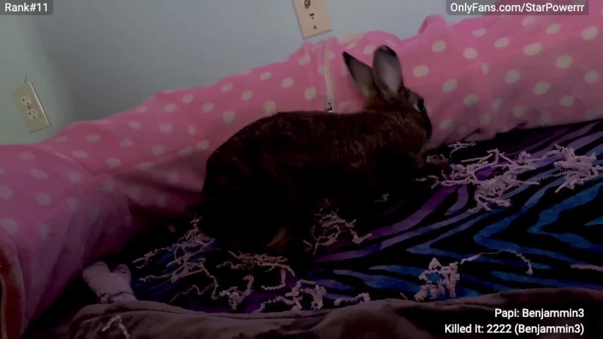 Gallery image thumbnail from StarPowerrr's myfreecams stream on, 04/23/2024, 09:58 image 8 of 20
