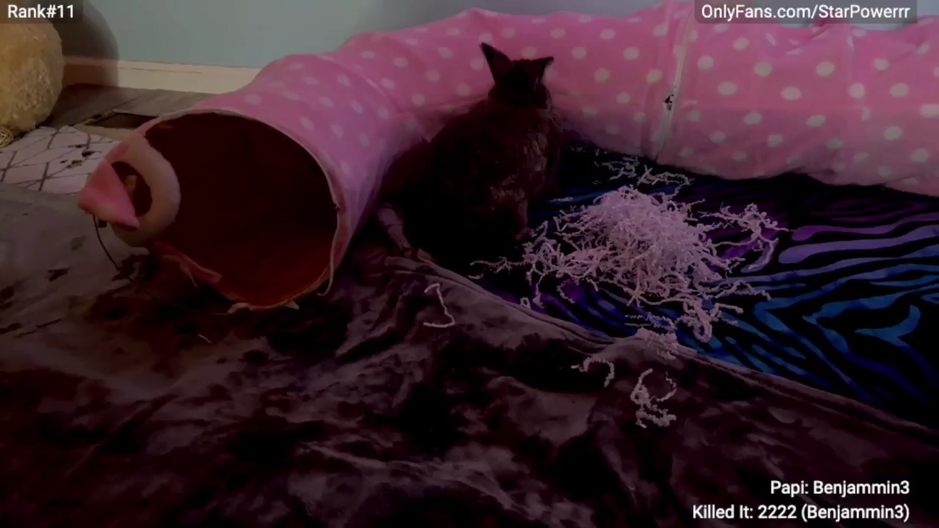 Gallery image thumbnail from StarPowerrr's myfreecams stream on, 04/23/2024, 09:58 image 5 of 20