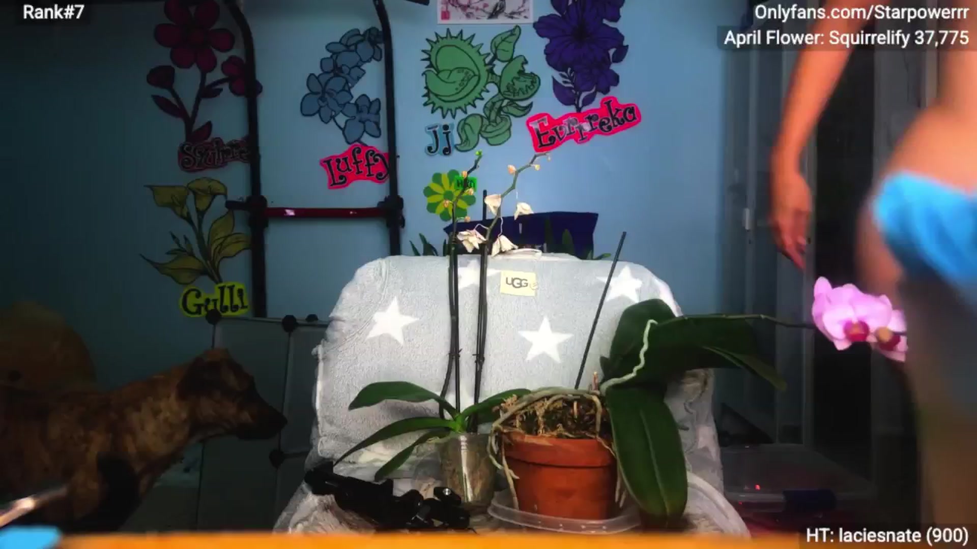 Gallery image thumbnail from StarPowerrr's myfreecams stream on, 04/30/2026, 09:09 image 6 of 20