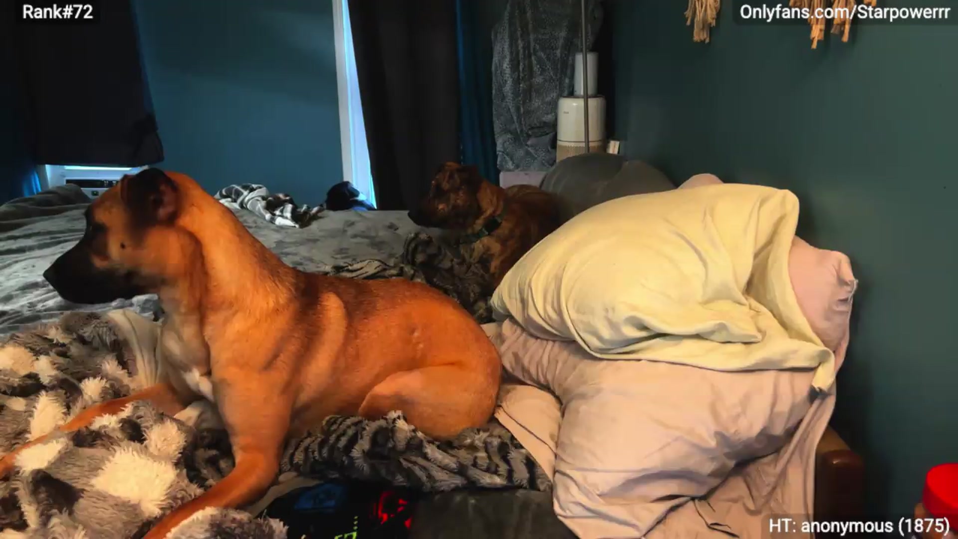 Gallery image thumbnail from StarPowerrr's myfreecams stream on, 07/27/2026, 14:34 image 10 of 20