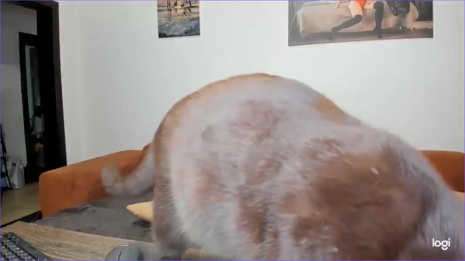 Gallery image thumbnail from StefaniNell's myfreecams stream on, 02/01/2025, 12:57 image 4 of 20