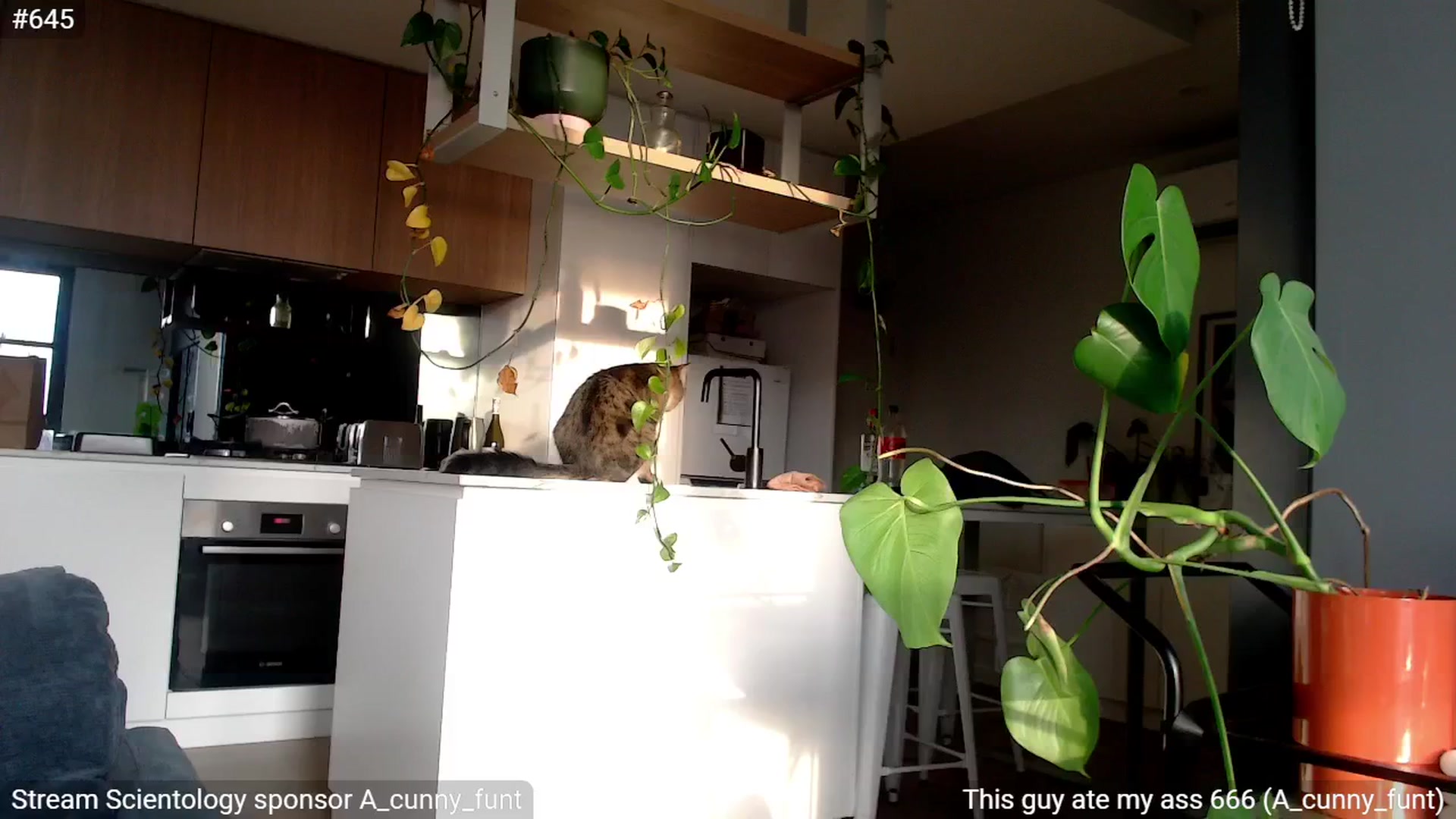 Gallery image thumbnail from StonksRoom's myfreecams stream on, 11/22/2024, 21:53 image 15 of 20